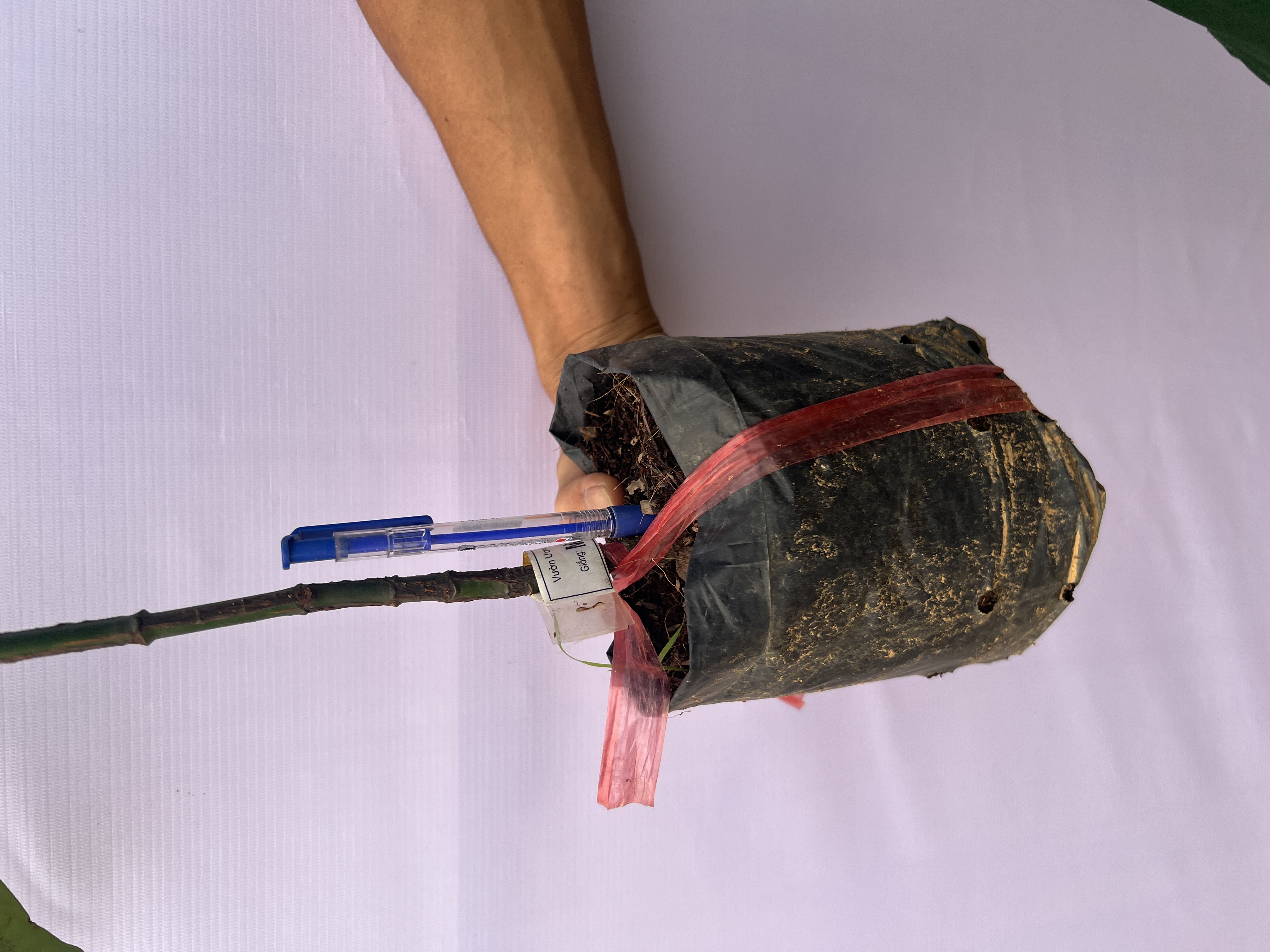 [THANH LÝ] Măng cụt cao 50-60cm PT86 CALATA_thumbnail_6