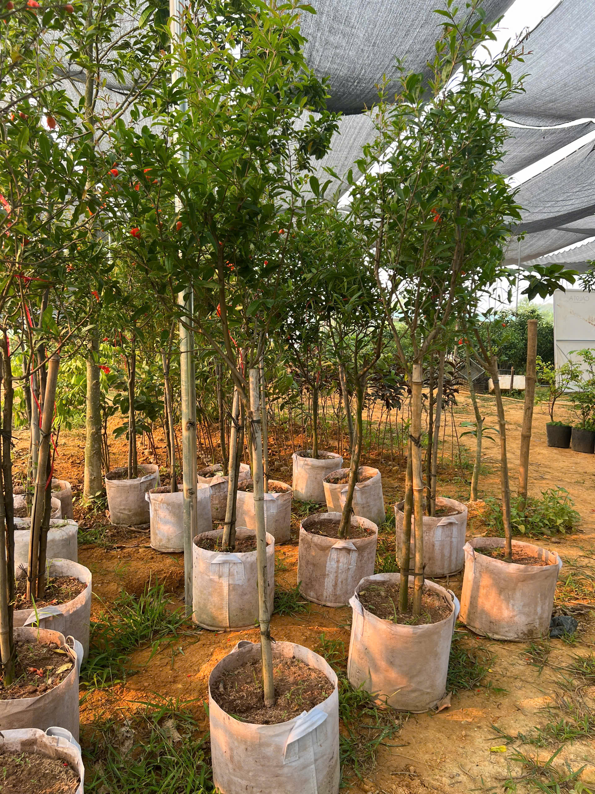 Lựu cây cao 1.5-1.8m PT160 CALATA