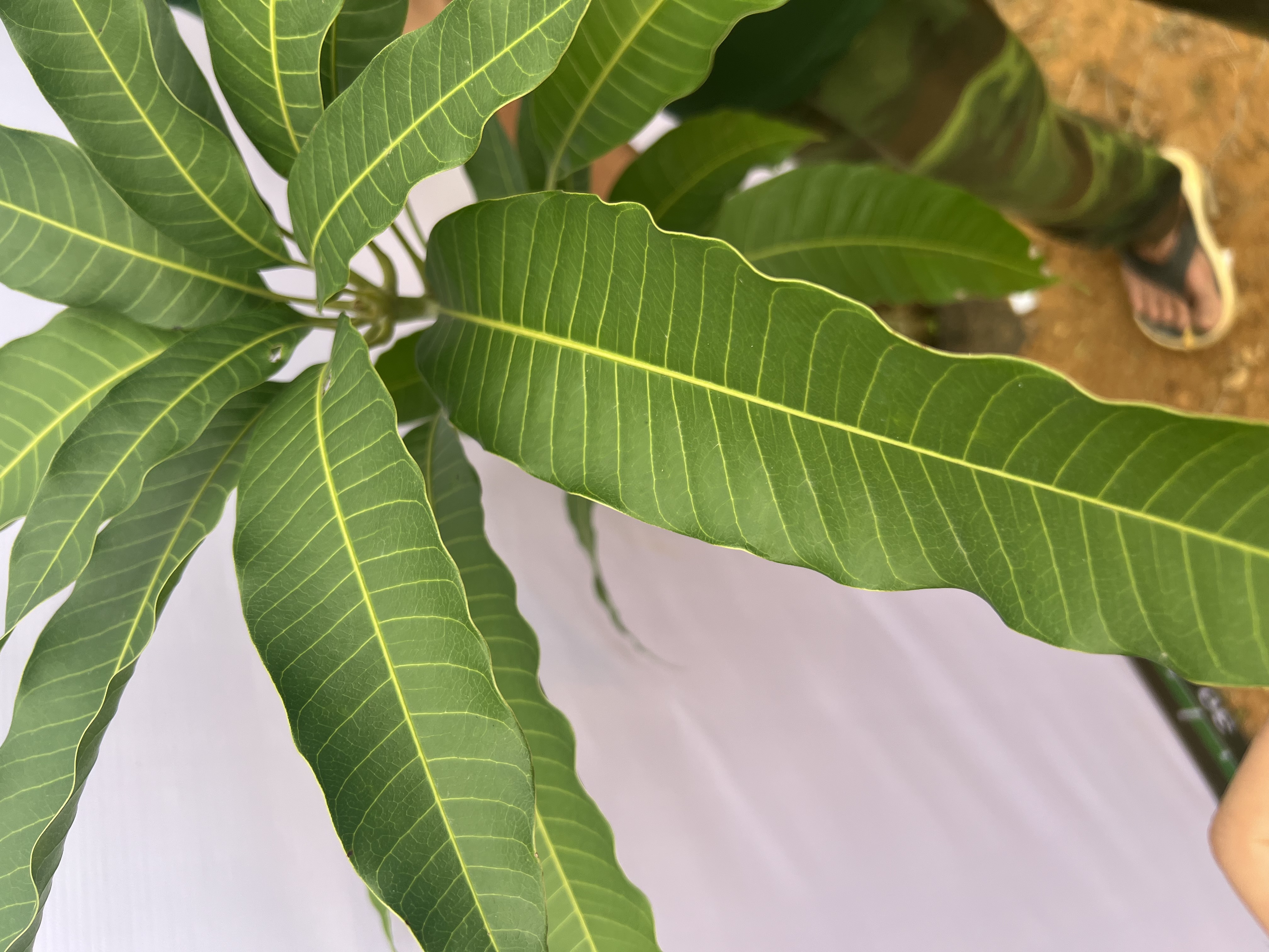 Xoài cát Hoà Lộc cao 55-70cm PT48 CALATA_thumbnail_3