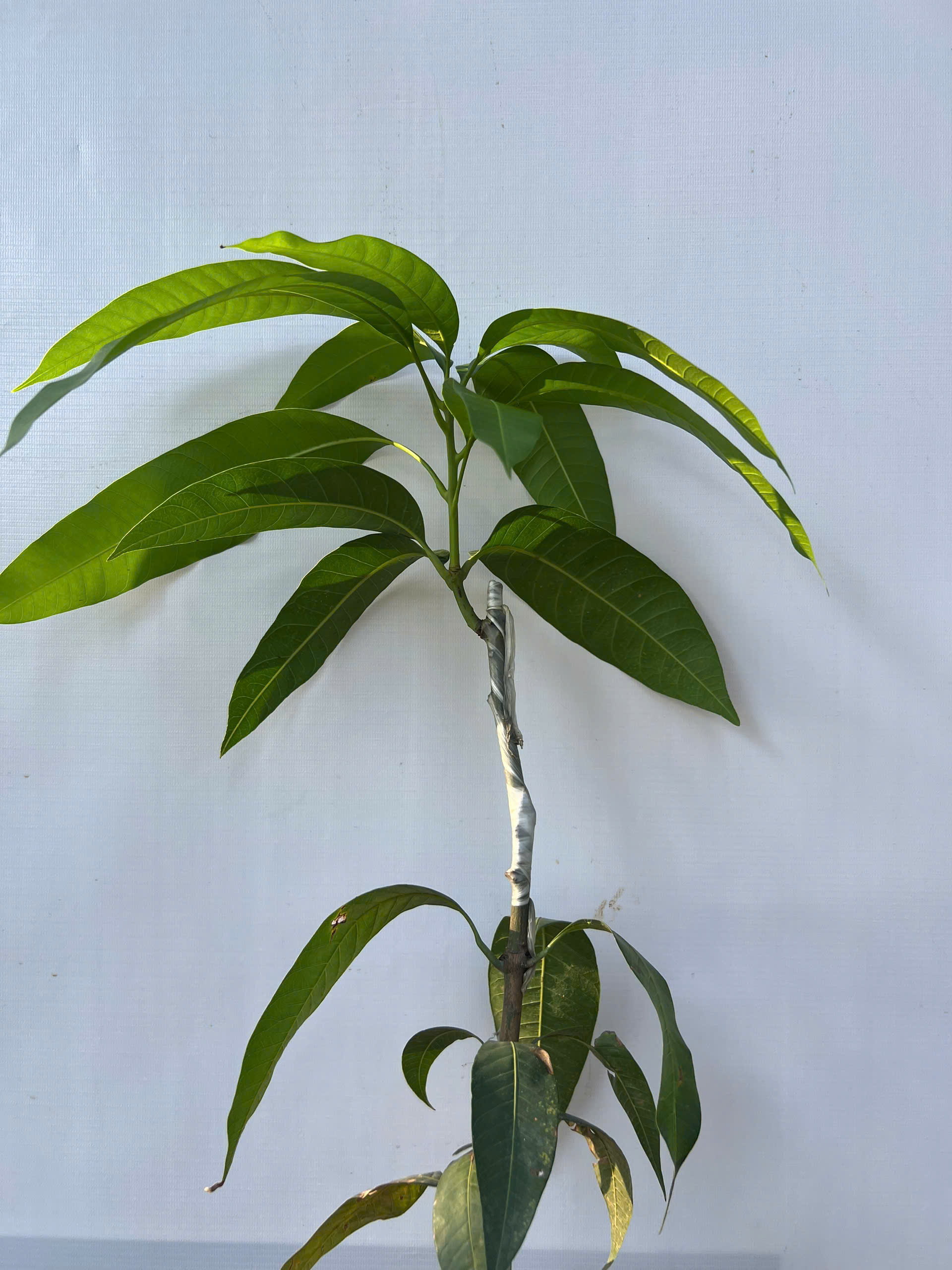 Xoài đài loan cao 50-60cm PT230 CALATA_thumbnail_4