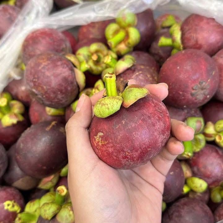 Măng Cụt Bảo Lộc_thumbnail_3