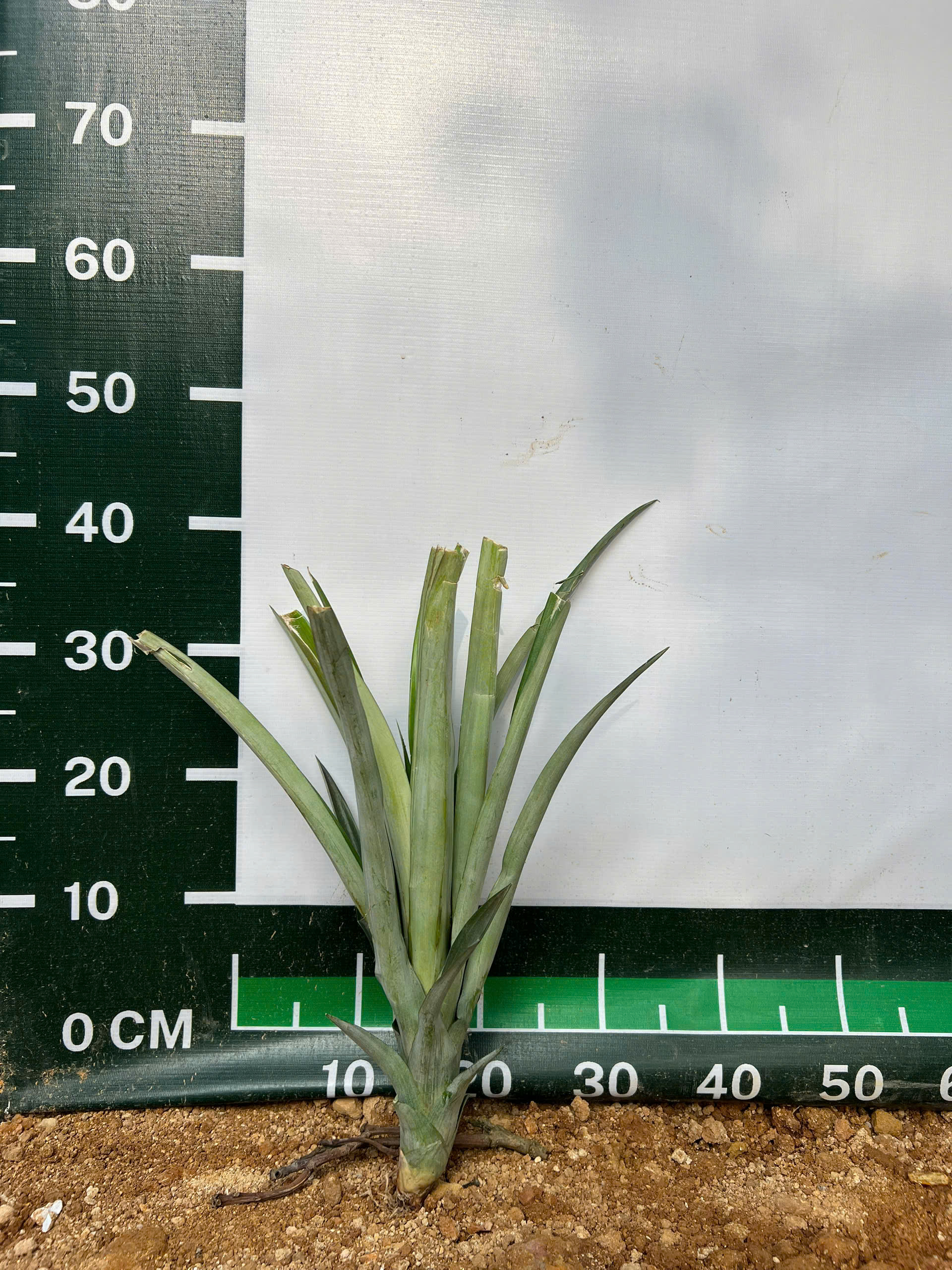 Dứa mật Cayenne cao 25-35cm PT222 CALATA