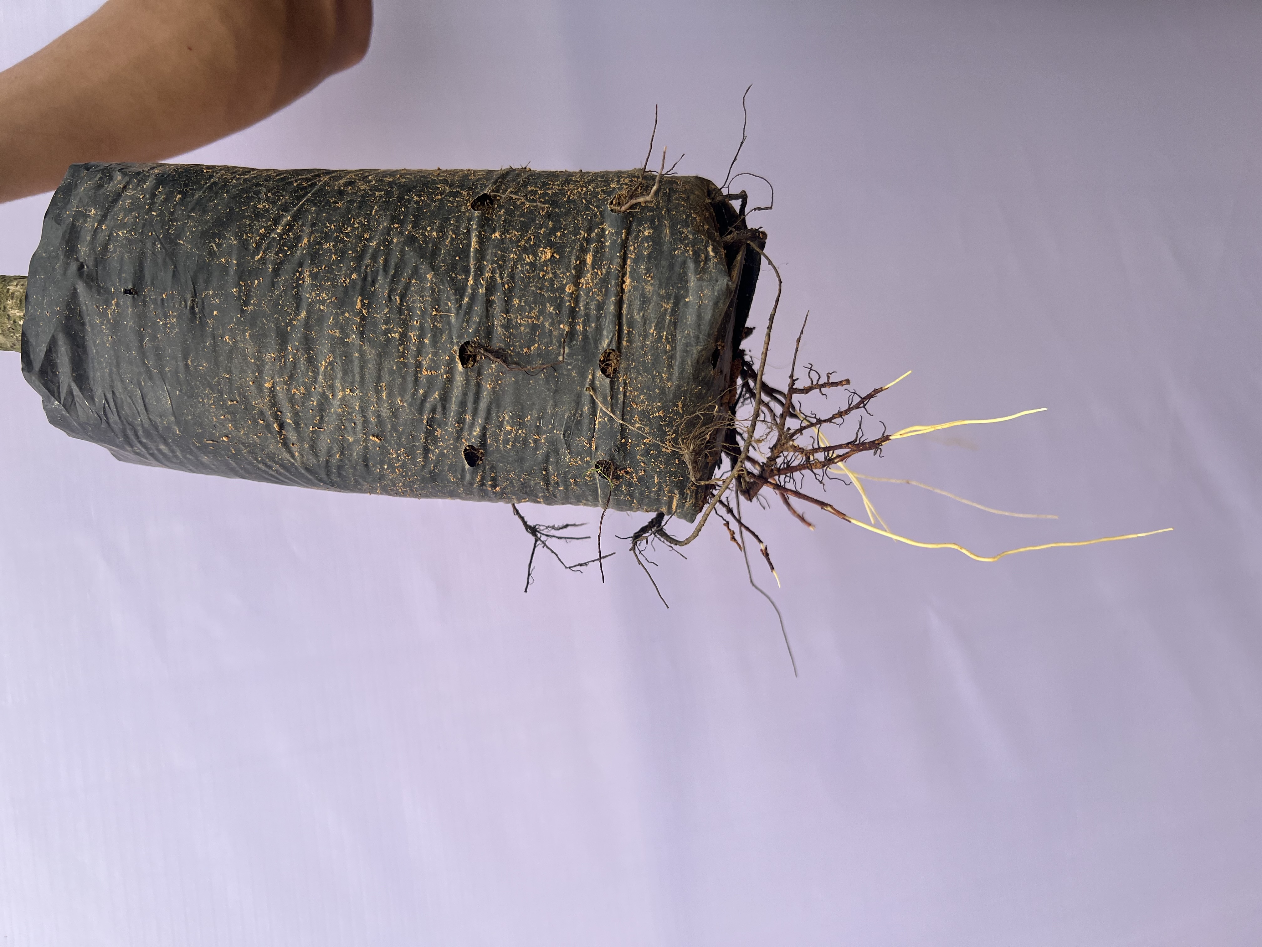 Xoài cát Hoà Lộc cao 55-70cm PT48 CALATA_thumbnail_5