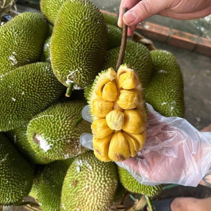 Mít Tố Nữ_thumbnail_2