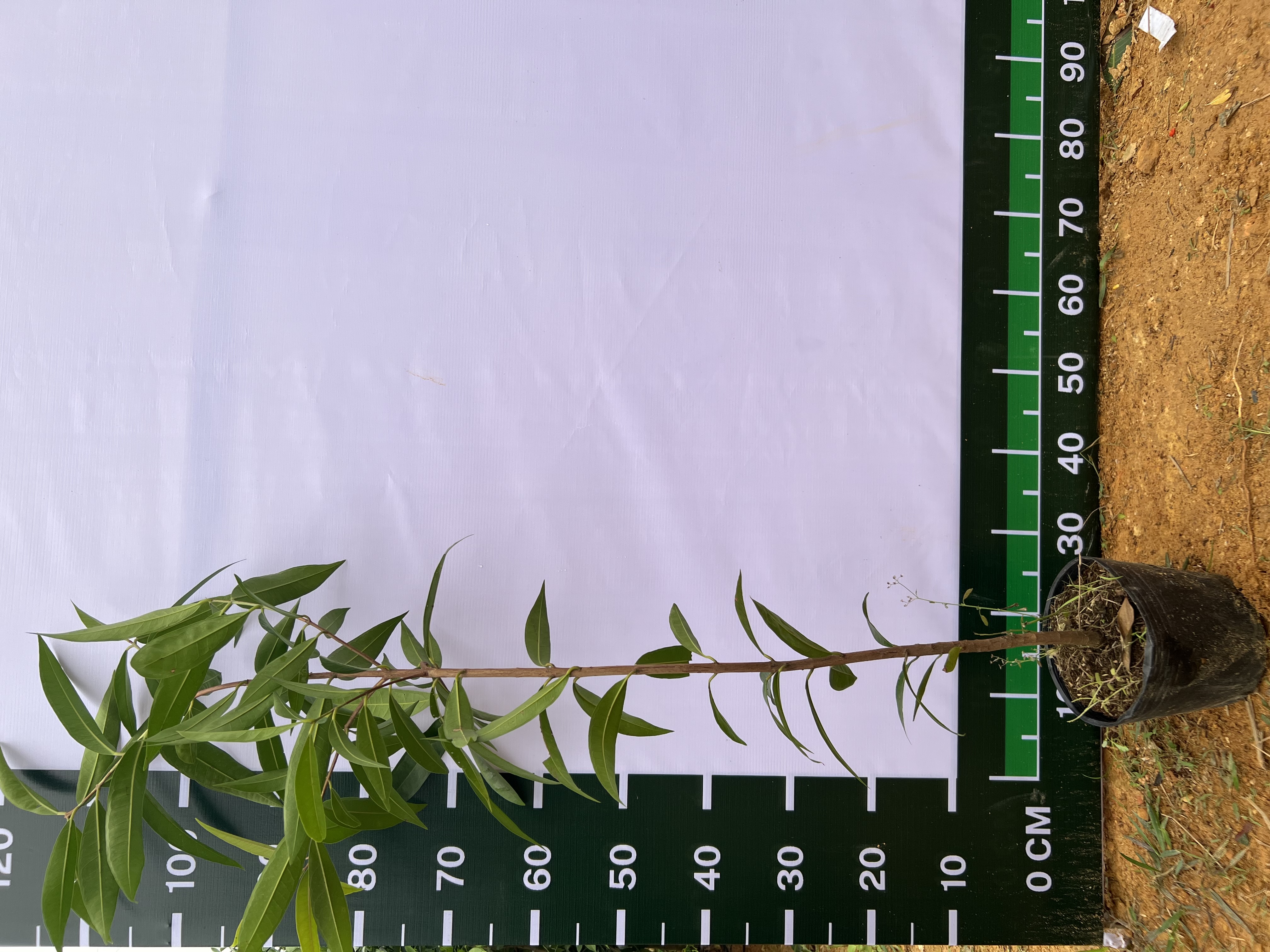 [SIÊU SALE] Mận lý cao 40-60cm PT49 CALATA