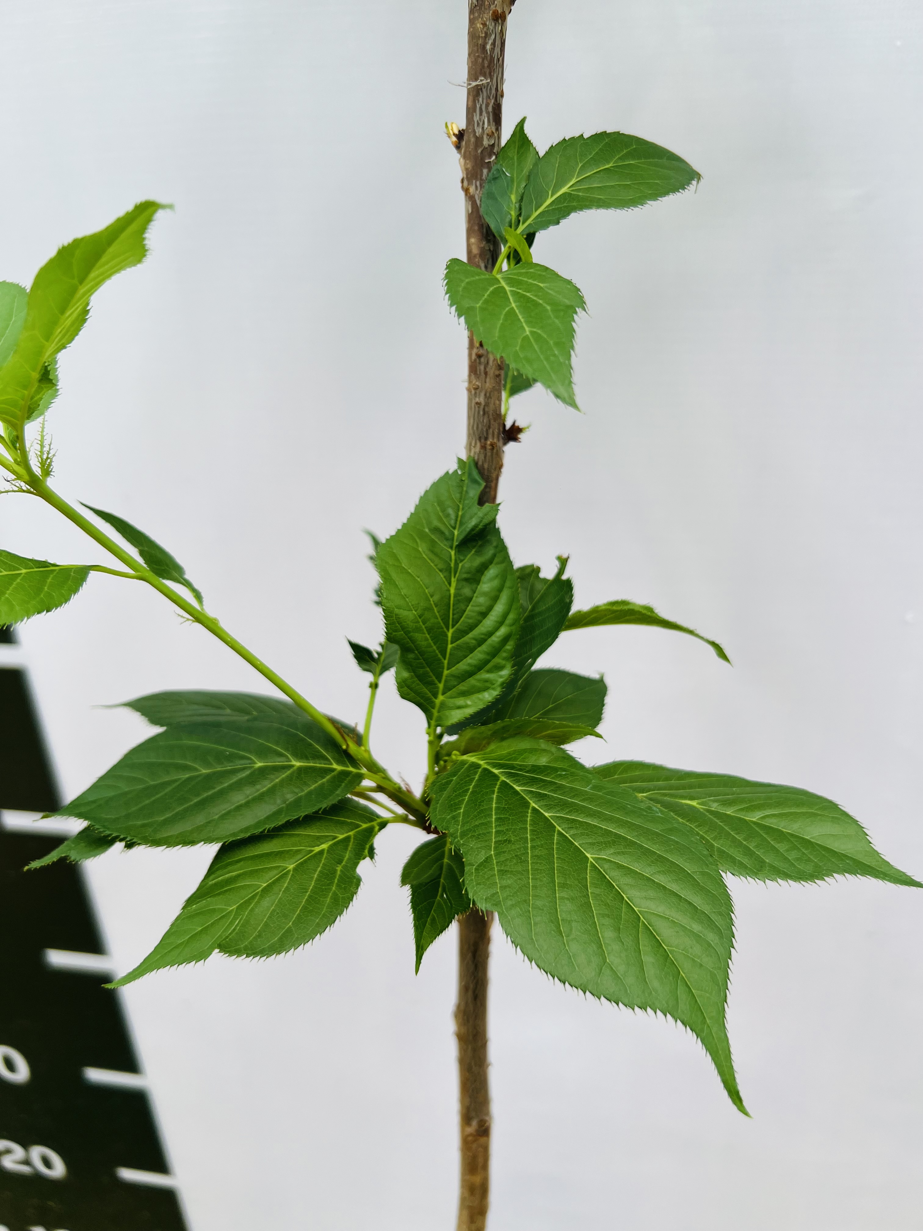 Hoa anh đào cao 1-1.2m PT175 CALATA_thumbnail_3