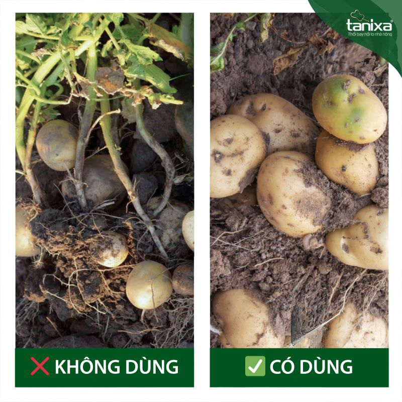 Bộ vô bột- chắc củ Tanixa (nhỏ)_thumbnail_8