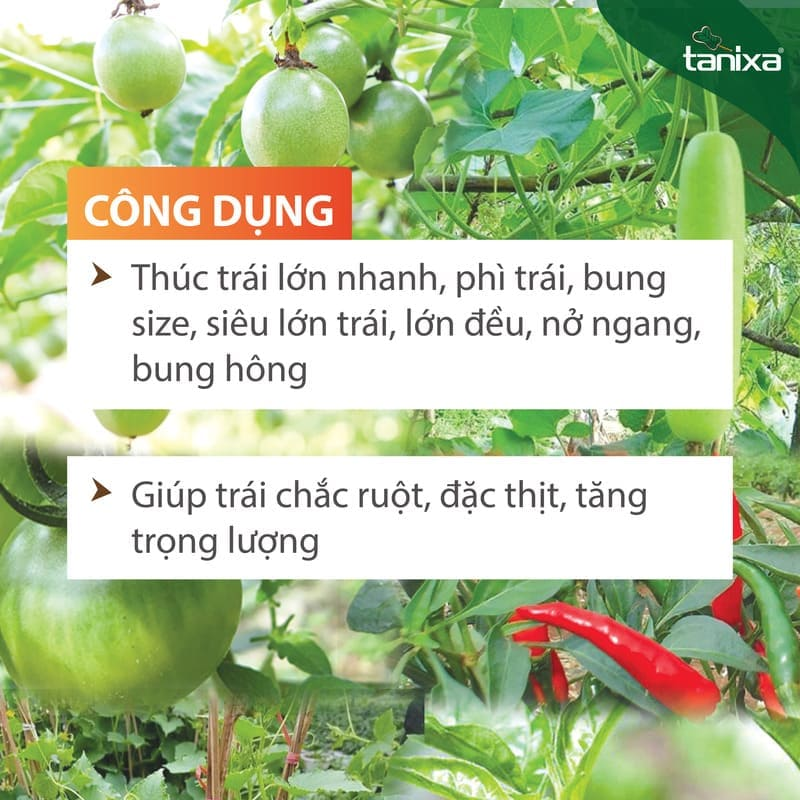 Bộ chuyên to trái - Đẹp trái Tanixa (KM)_thumbnail_3