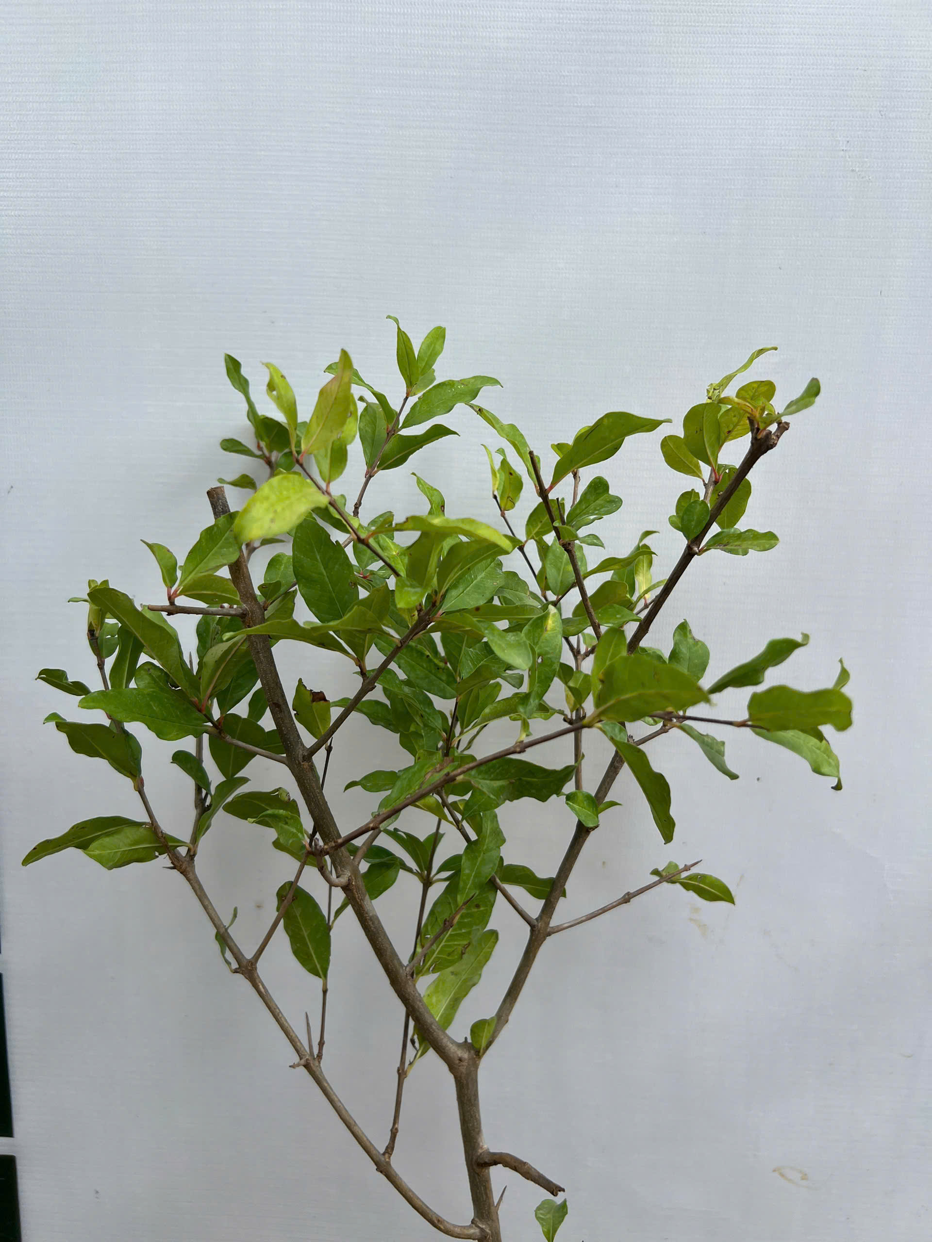 Lựu đỏ ấn độ cao 50-70cm PT224 CALATA_thumbnail_3