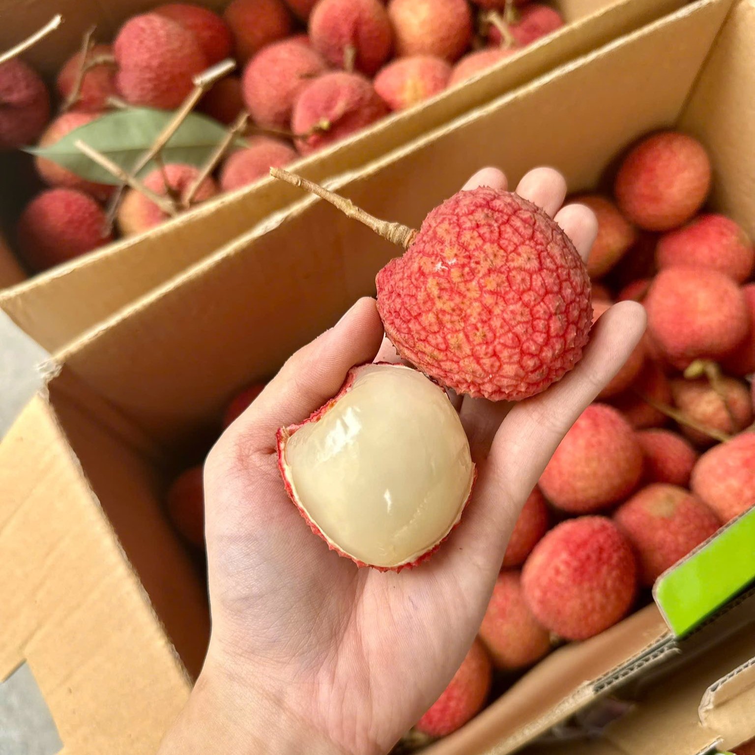 Vải Trứng Phù Cừ Hưng Yên_thumbnail_0