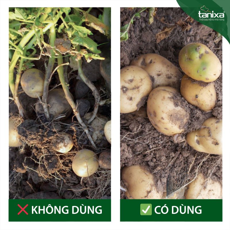 Bộ vô bột- chắc củ Tanixa_thumbnail_8