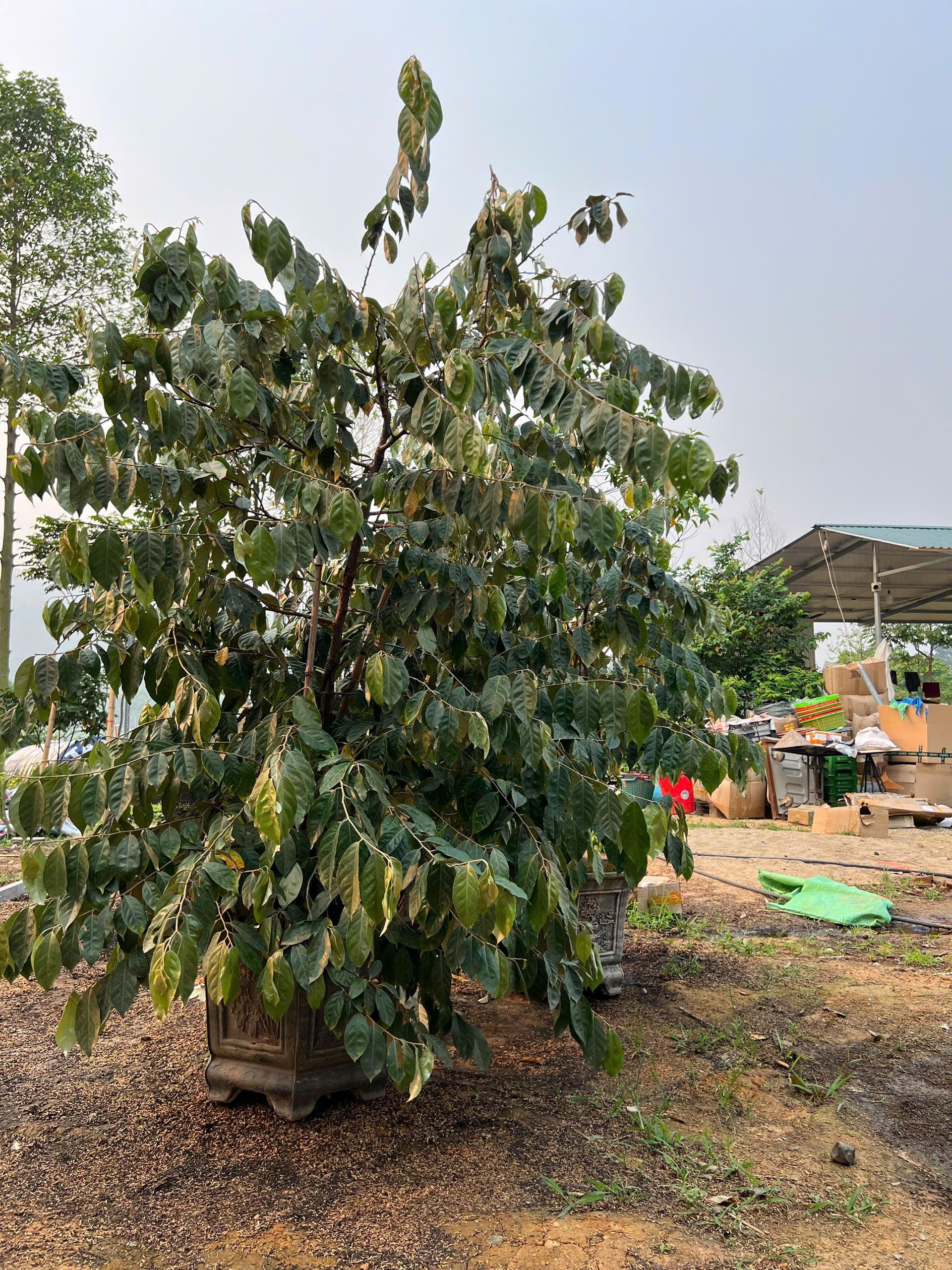 Nhót ngọt cao 1.8-2m PT164 CALATA_thumbnail_1