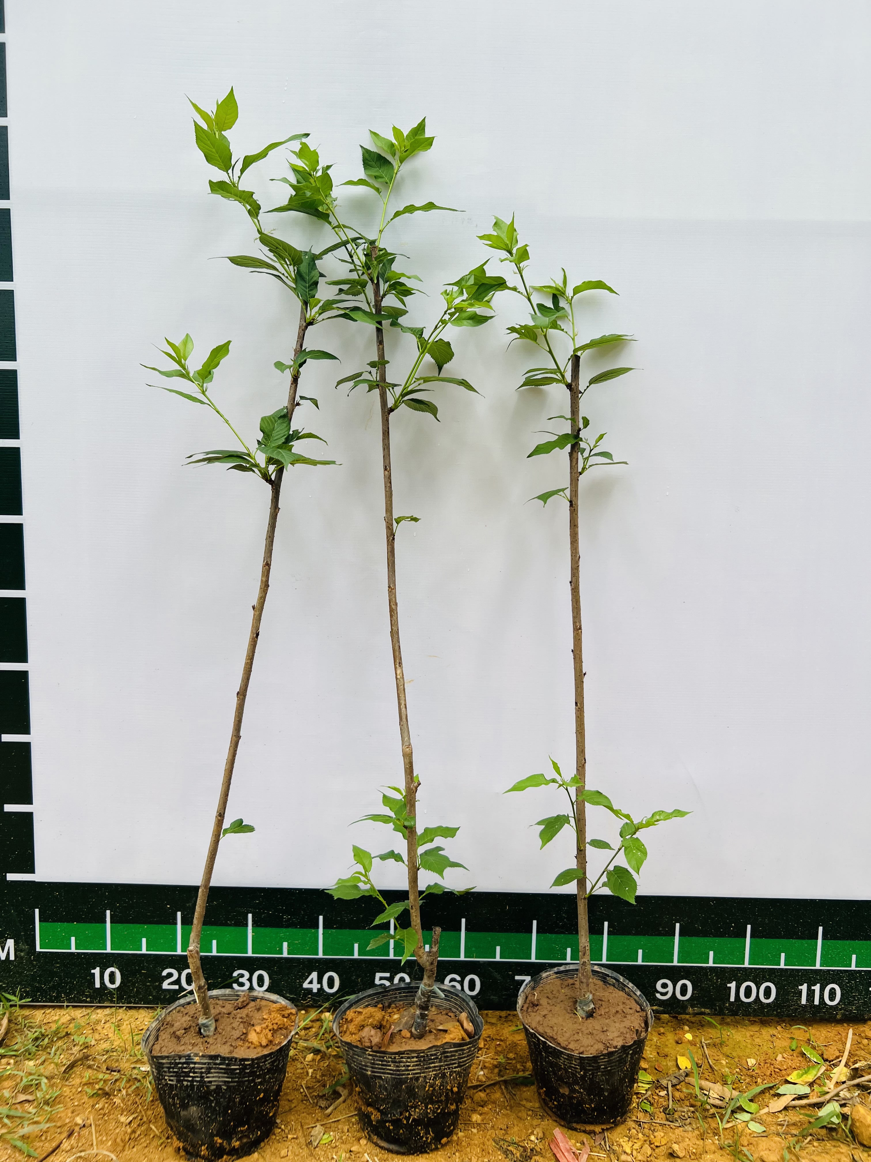 Hoa anh đào cao 1-1.2m PT175 CALATA_thumbnail_4