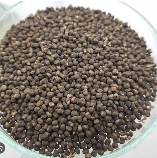 Hạt Giống Sâm 500g