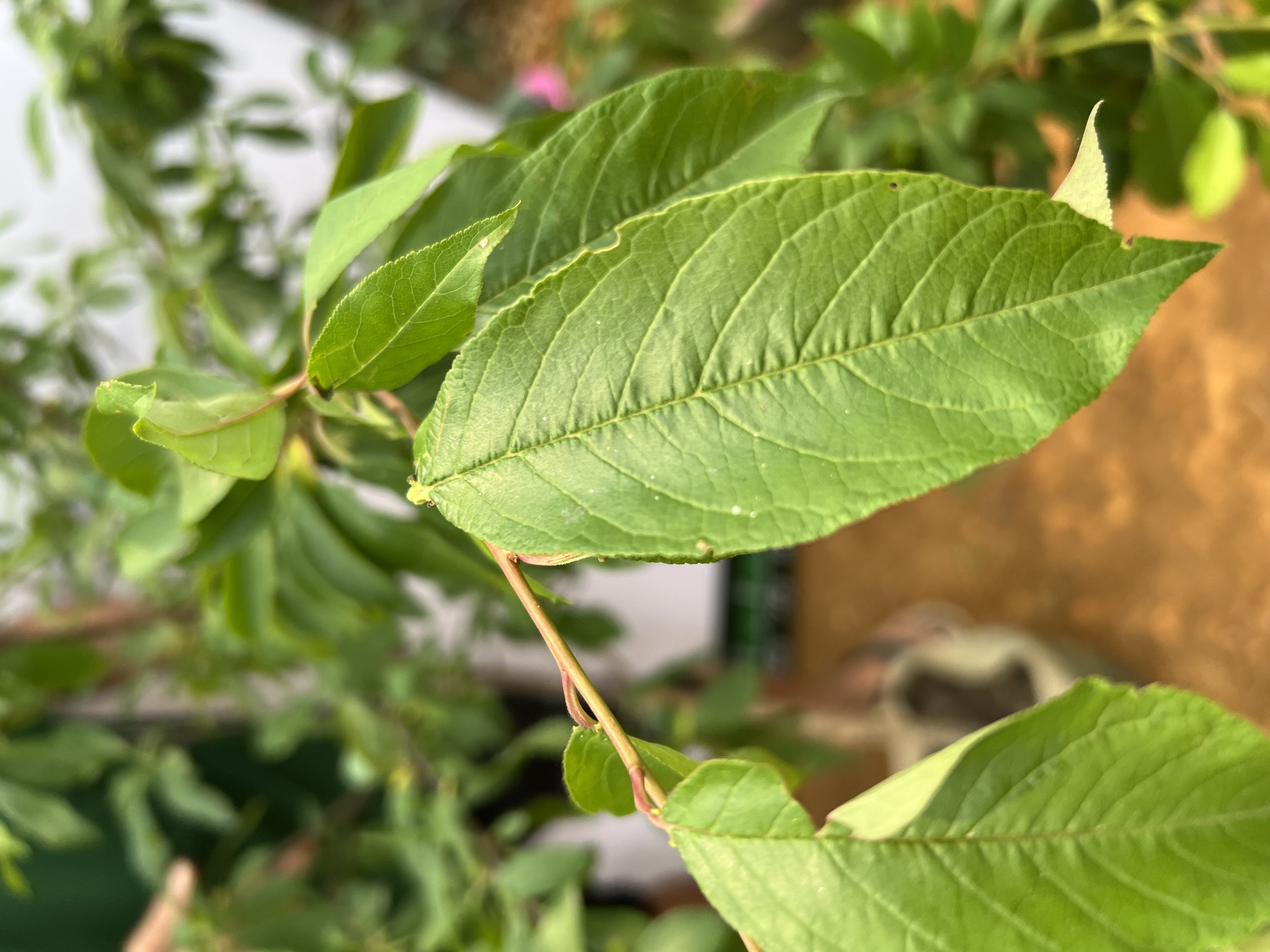 Mận tím quả to cao 1.3-1.5m PT168 CALATA_thumbnail_5