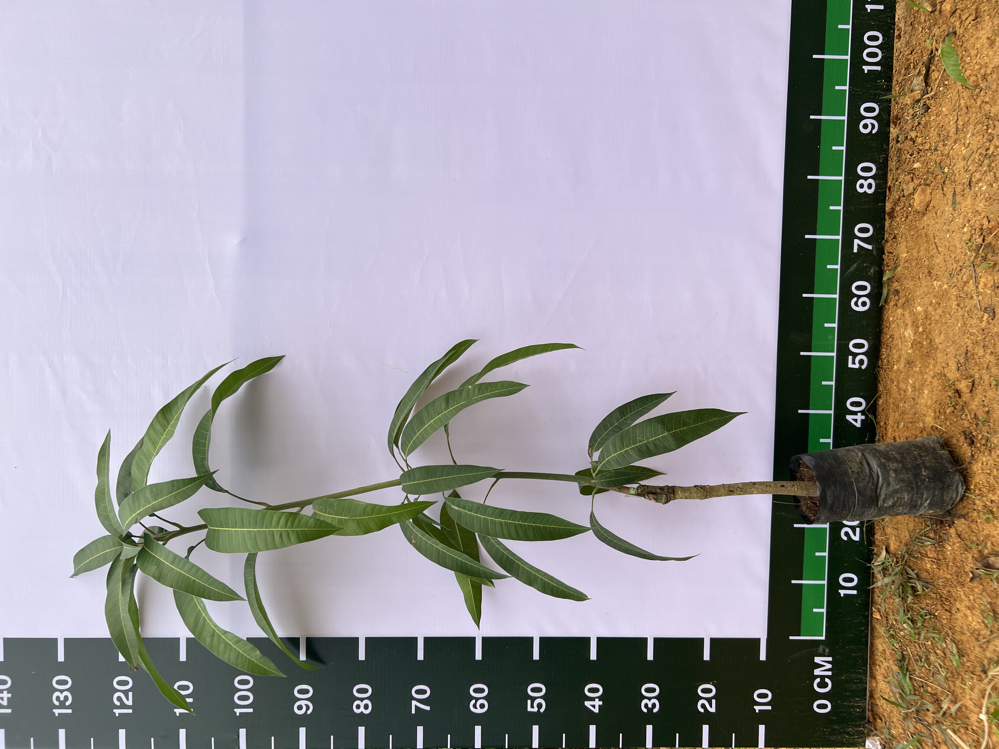 [SIÊU SALE] Xoài tím Ngọc Vân cao 50-65cm PT55 CALATA