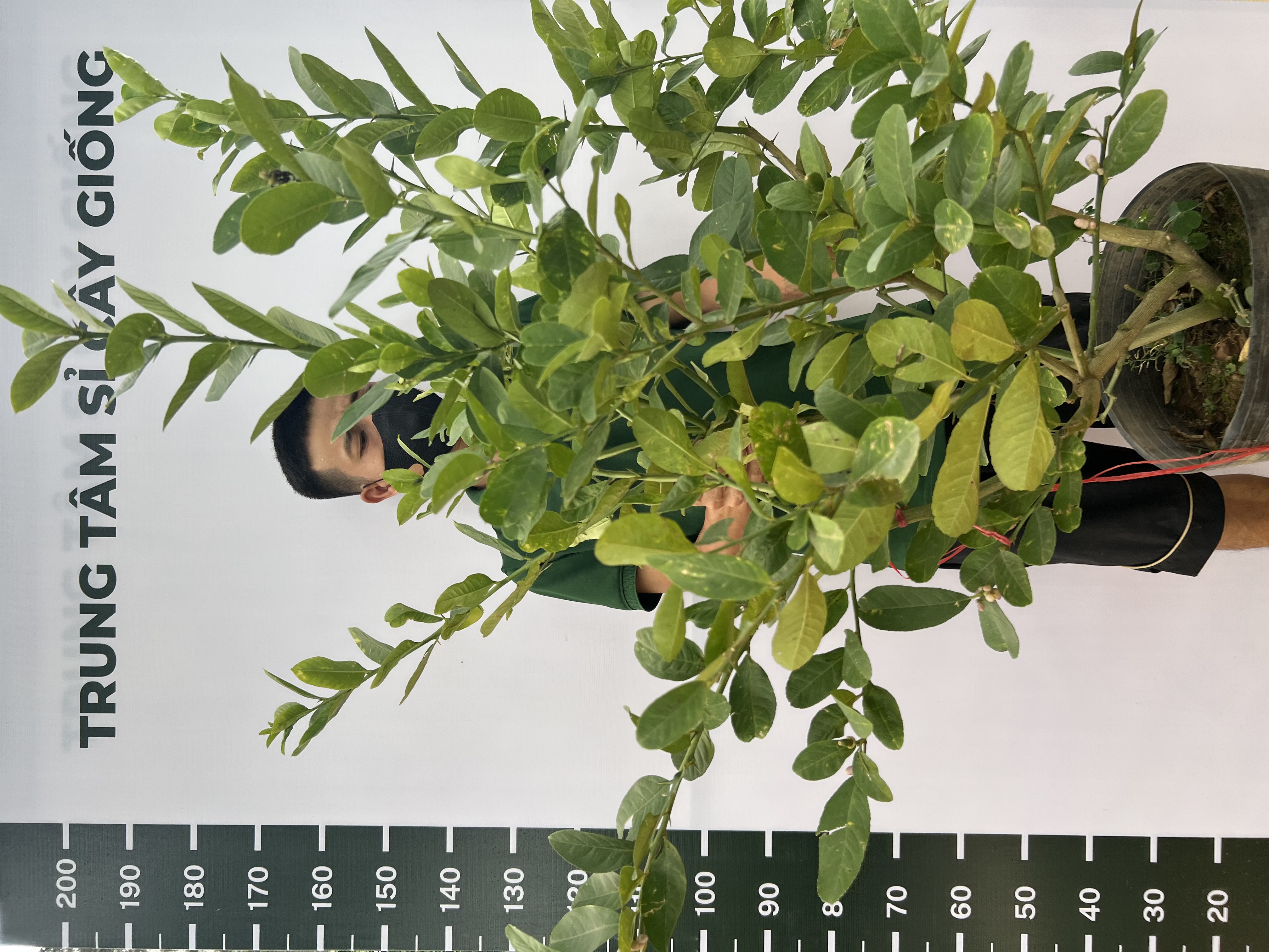 [SIÊU SALE] Chanh vàng mỹ 55-65cm PT146 CALATA_thumbnail_1