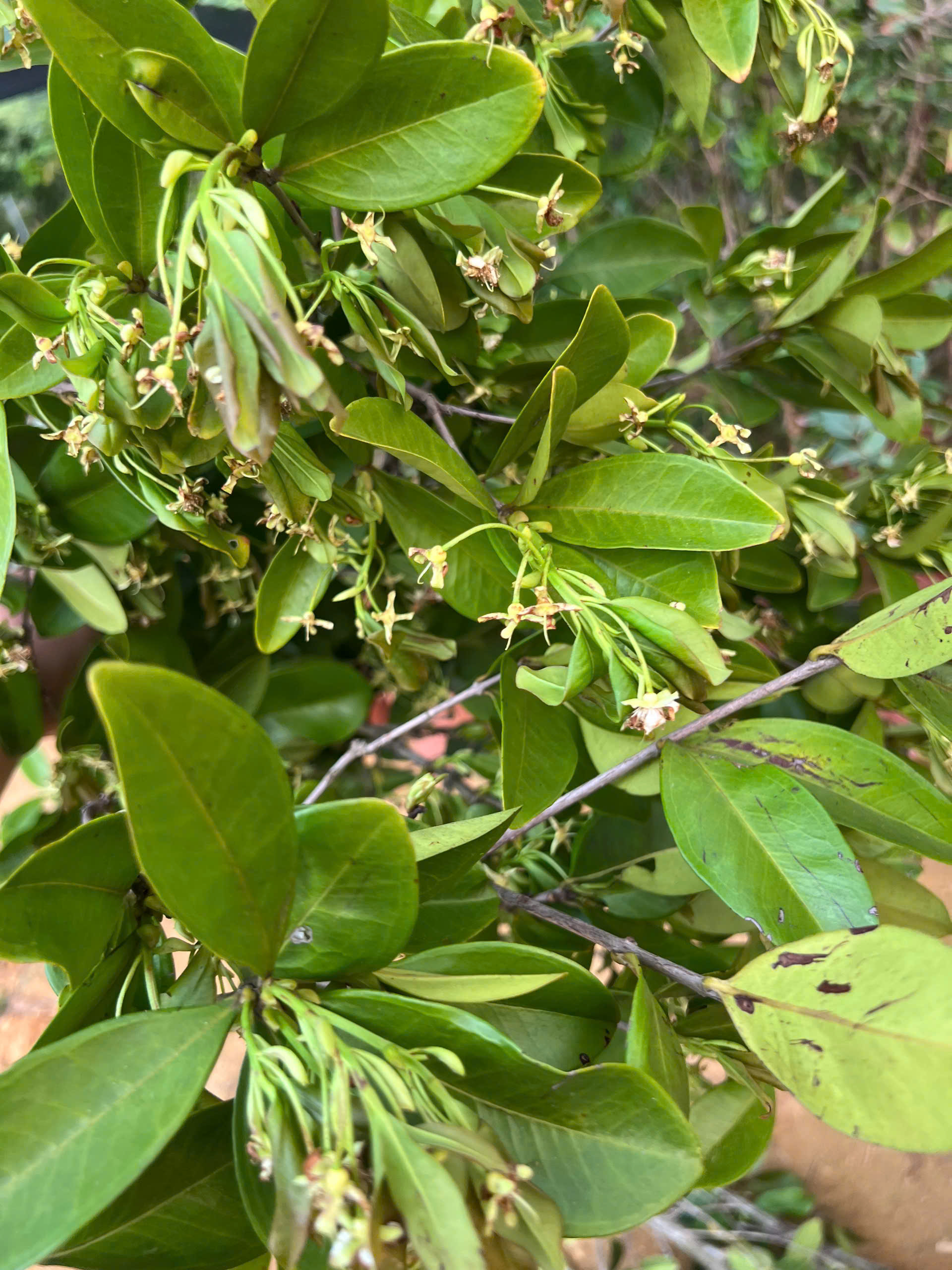 Cherry cao 2-2.5m PT181 CALATA_thumbnail_1