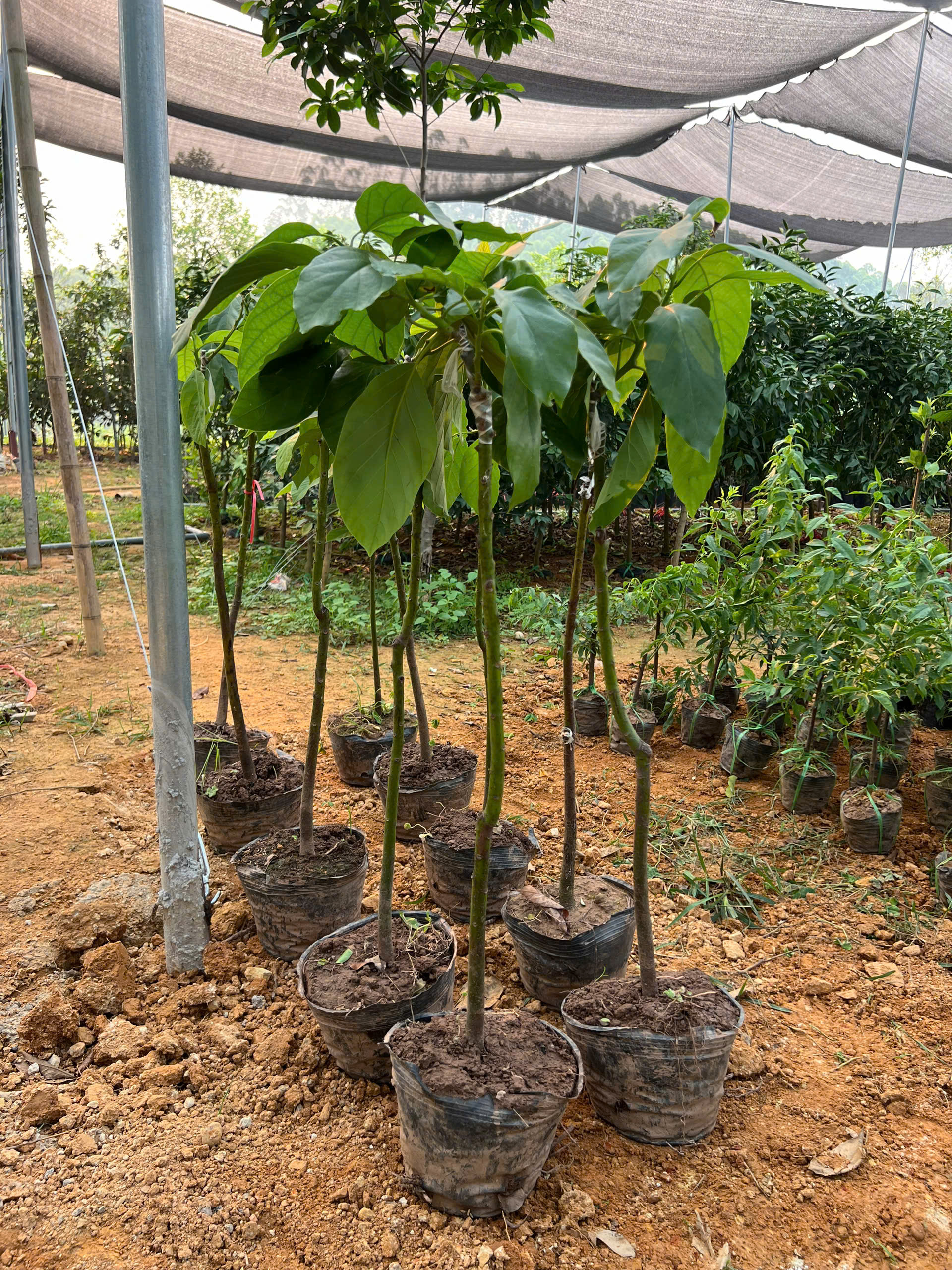 Bơ 034 cao 1-1.2m PT173 CALATA_thumbnail_10