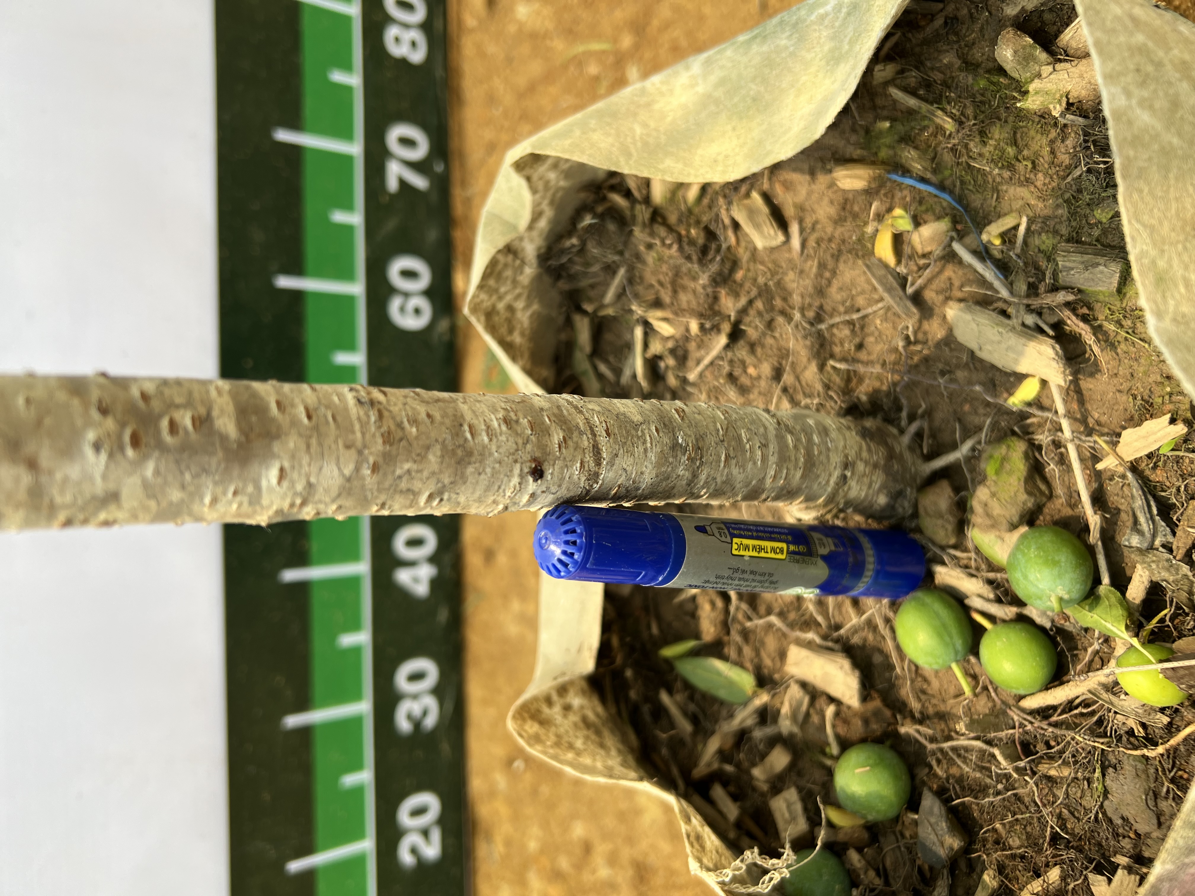 Mận tím quả to cao 1.3-1.5m PT168 CALATA_thumbnail_4