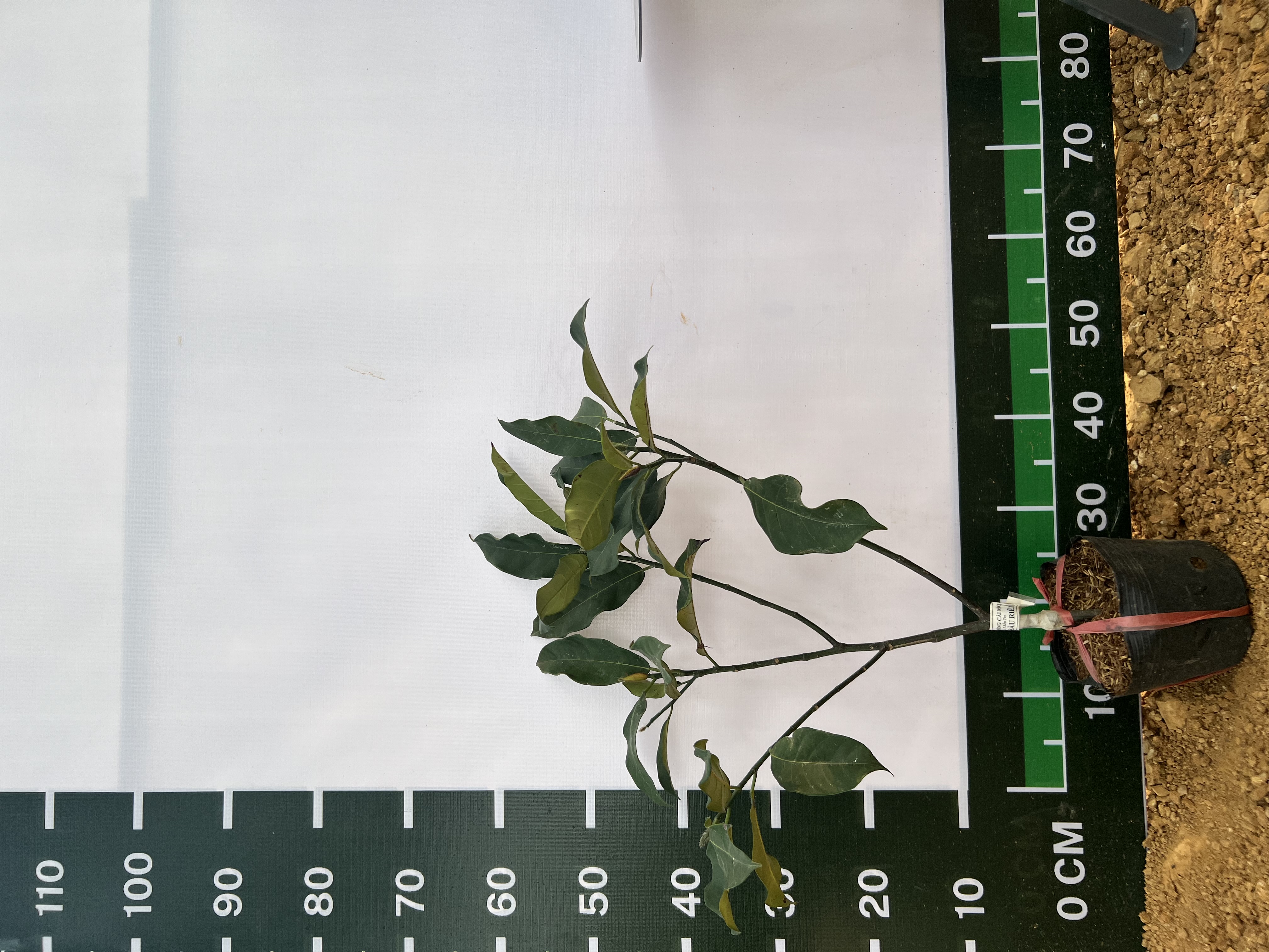 Mít tố nữ sầu riêng cao 35-45cm PT09 CALATA