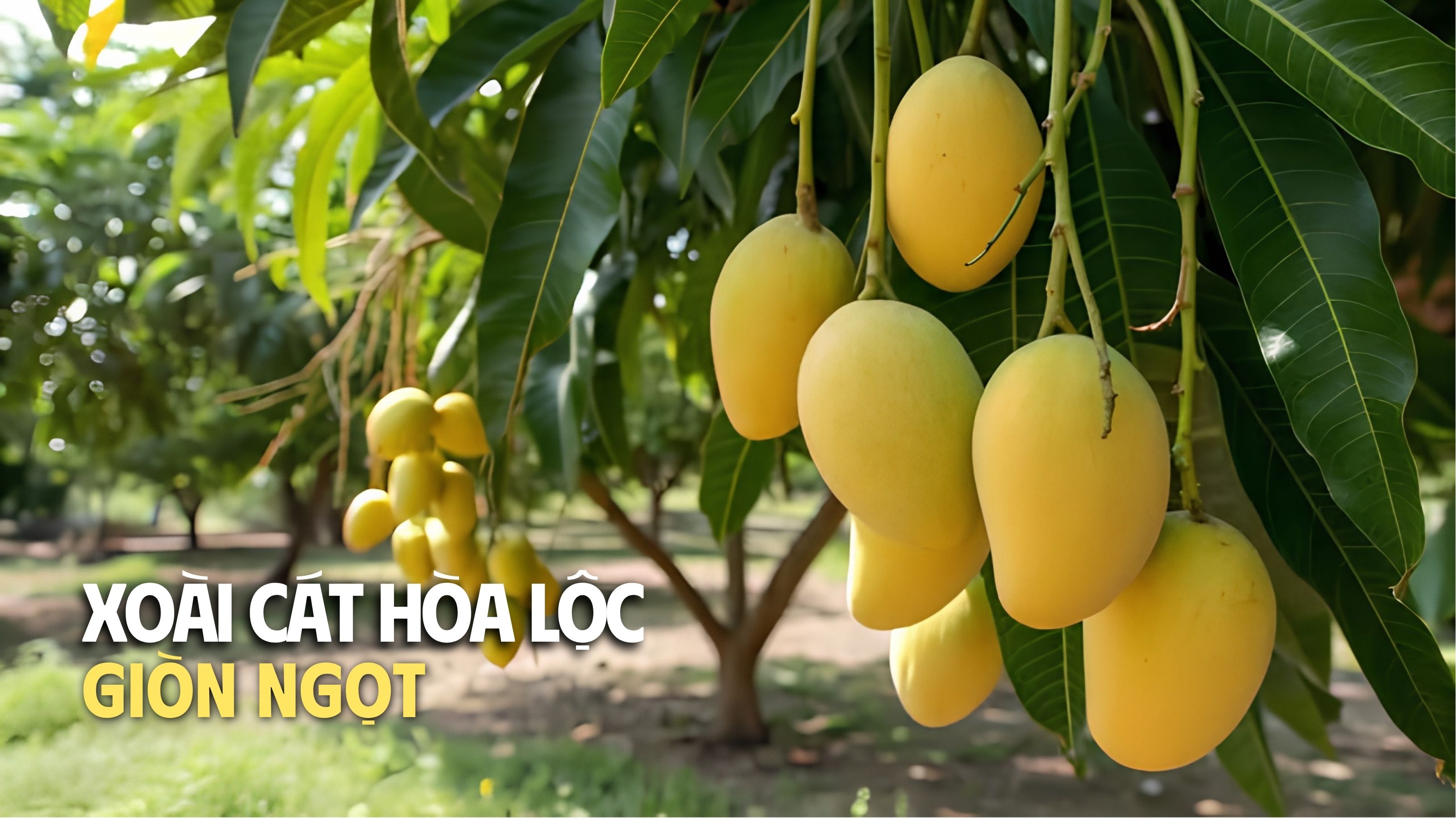 mua xoài cát hòa lộc 