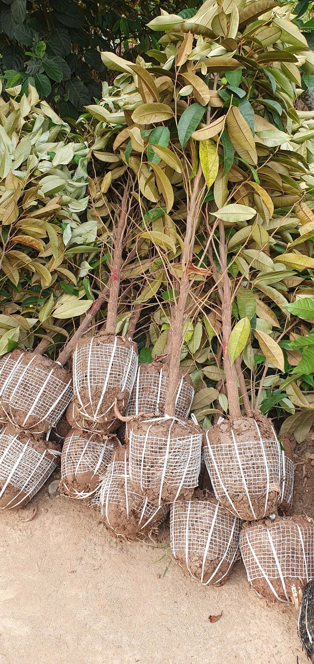 Vú sữa cao 1.2-1.5m PT205 CALATA