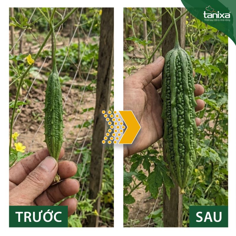 Bộ chuyên to trái - Đẹp trái Tanixa_thumbnail_8
