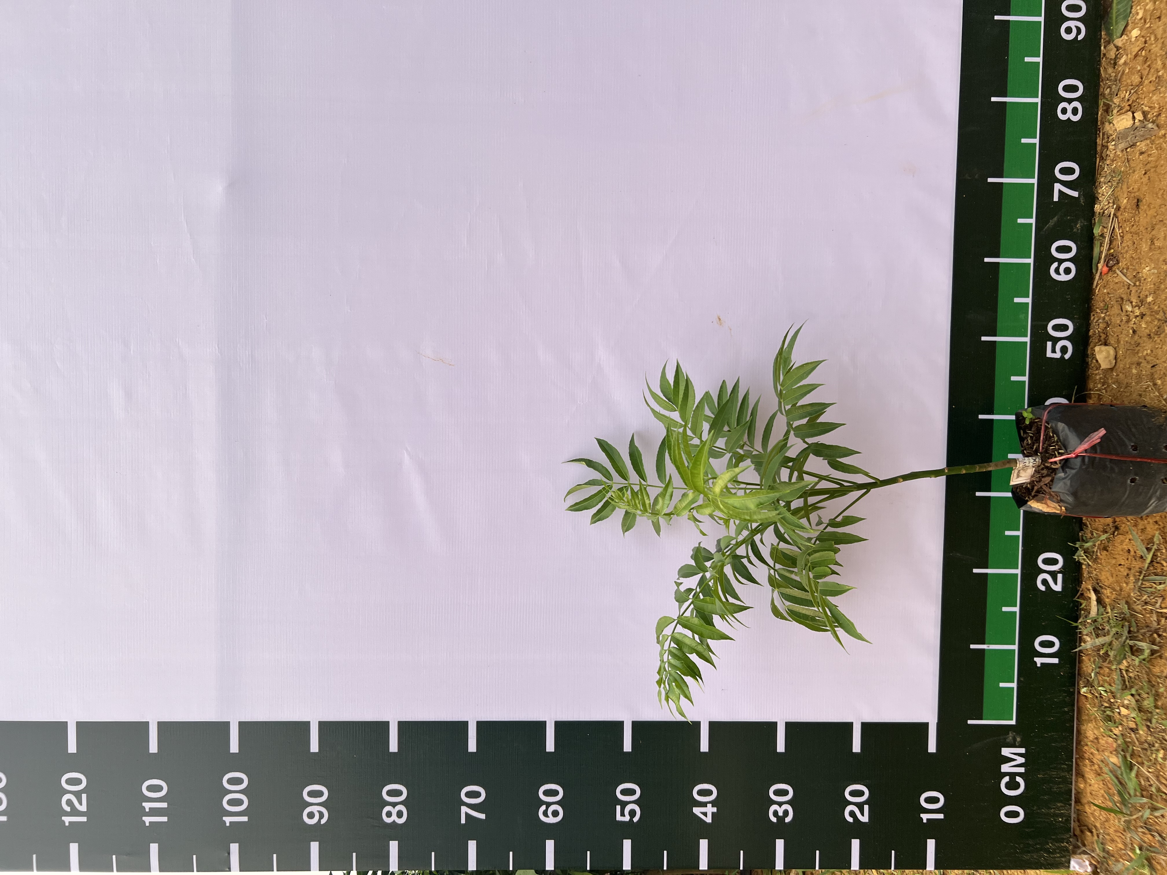 Cóc Thái siêu trái cao 25-40cm PT07 CALATA