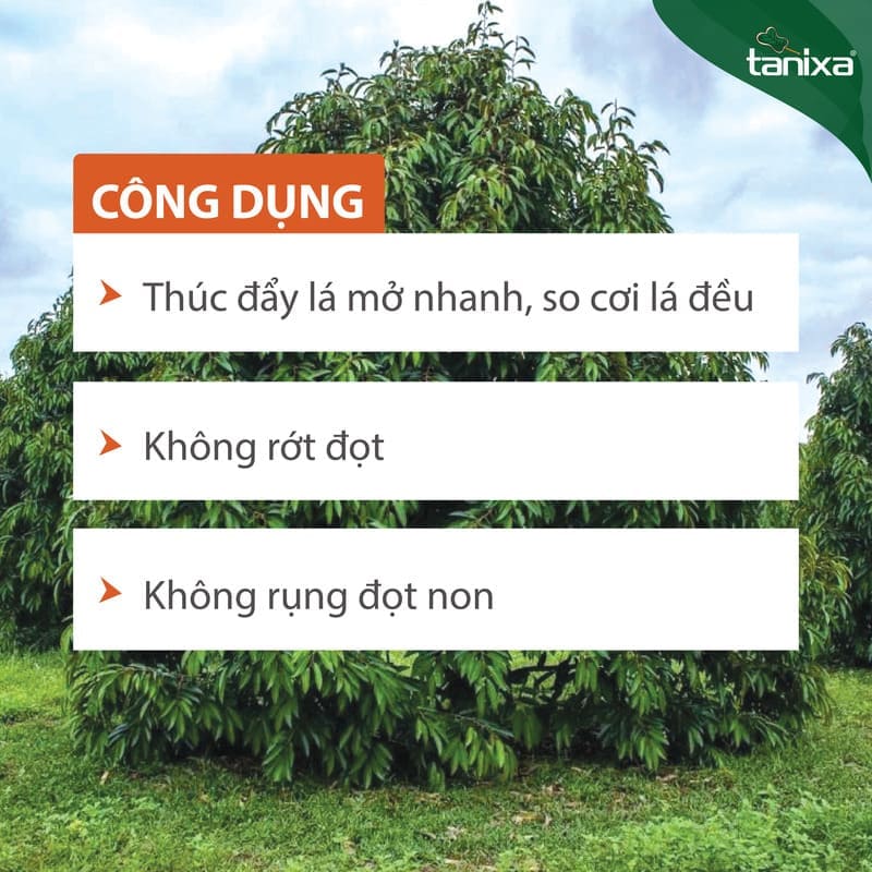 Bộ mở lá - So cơi Tanixa_thumbnail_3