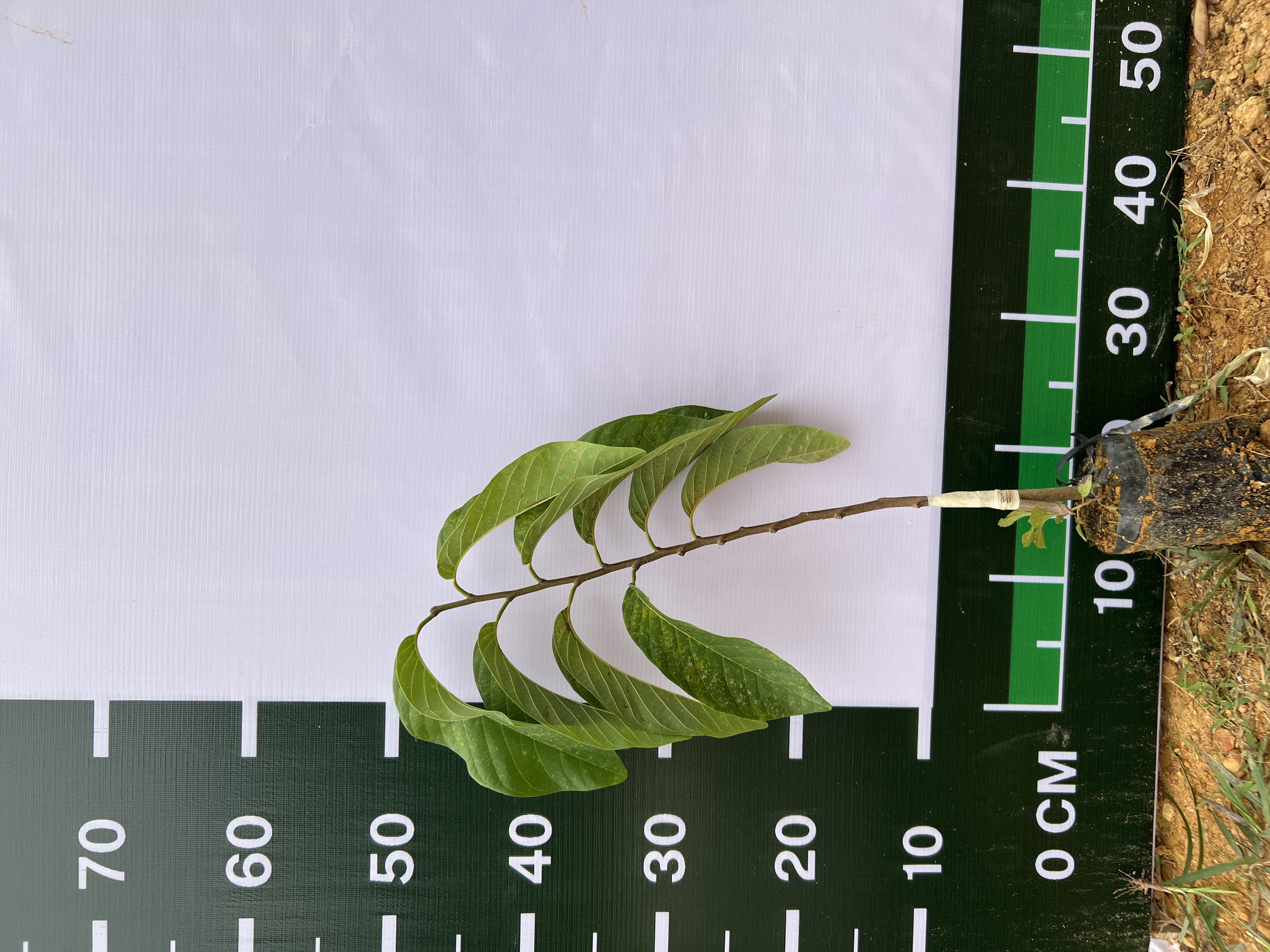 Na Thái cao 40-50cm PT90 CALATA