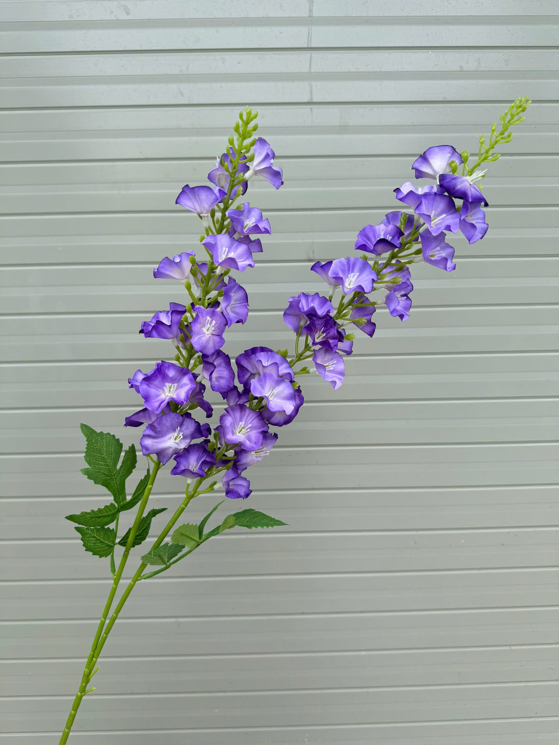 HOA MUỐNG 2 NHÁNH_thumbnail_2