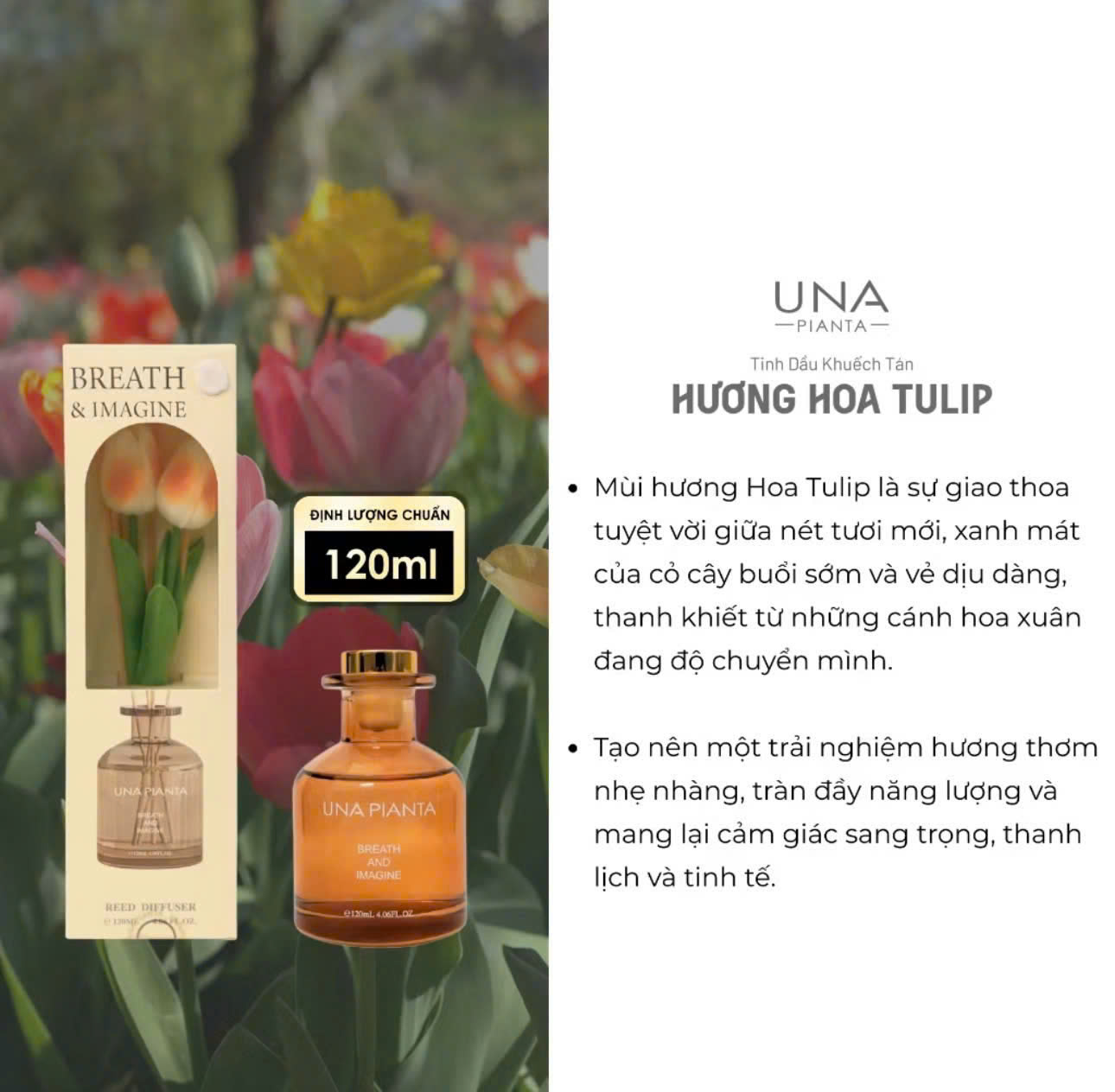 TINH DẦU KHUẾCH TÁN_thumbnail_9