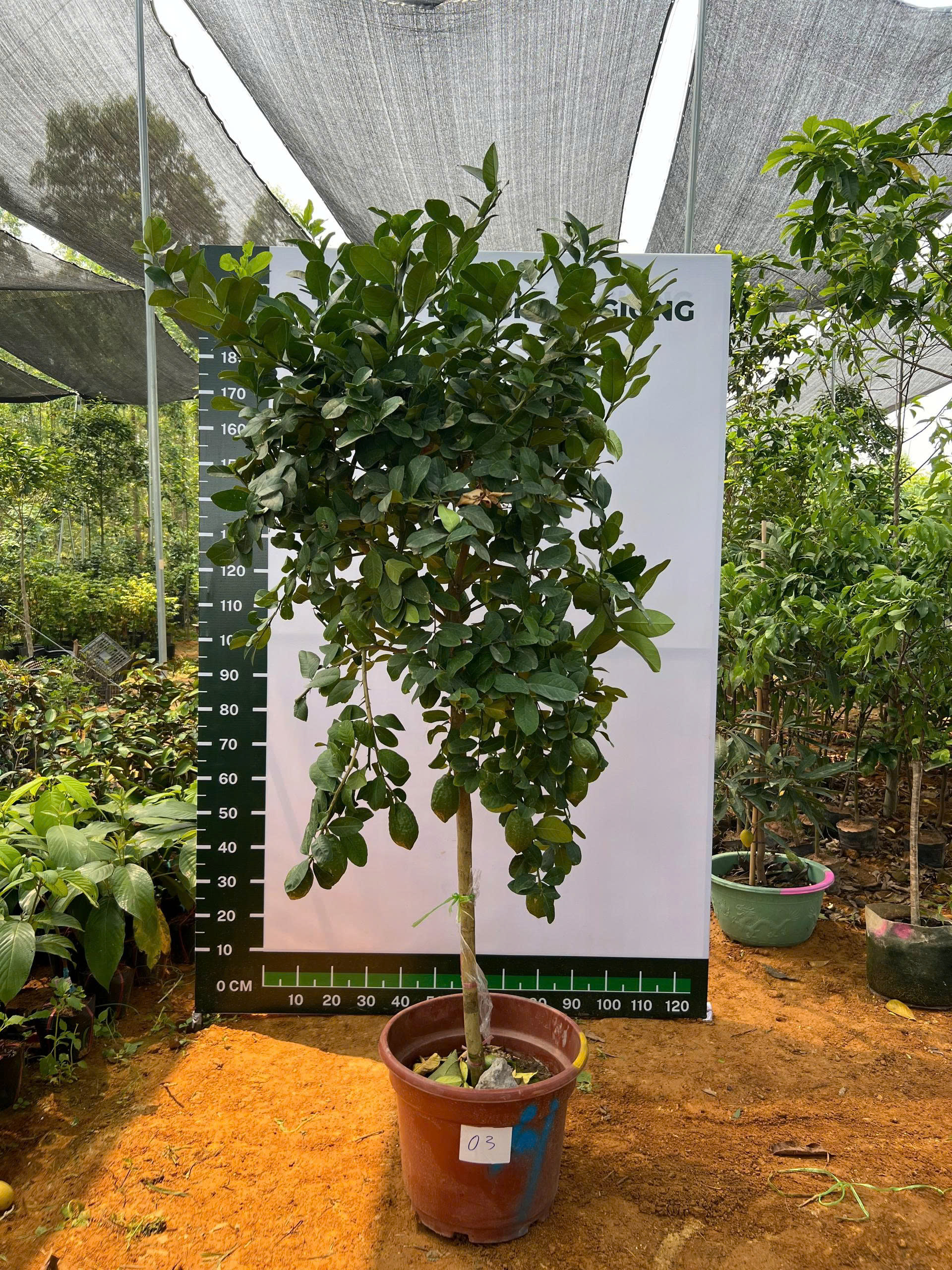 Chanh vàng mỹ cao 2-2.5m PT166 CALATA_thumbnail_2