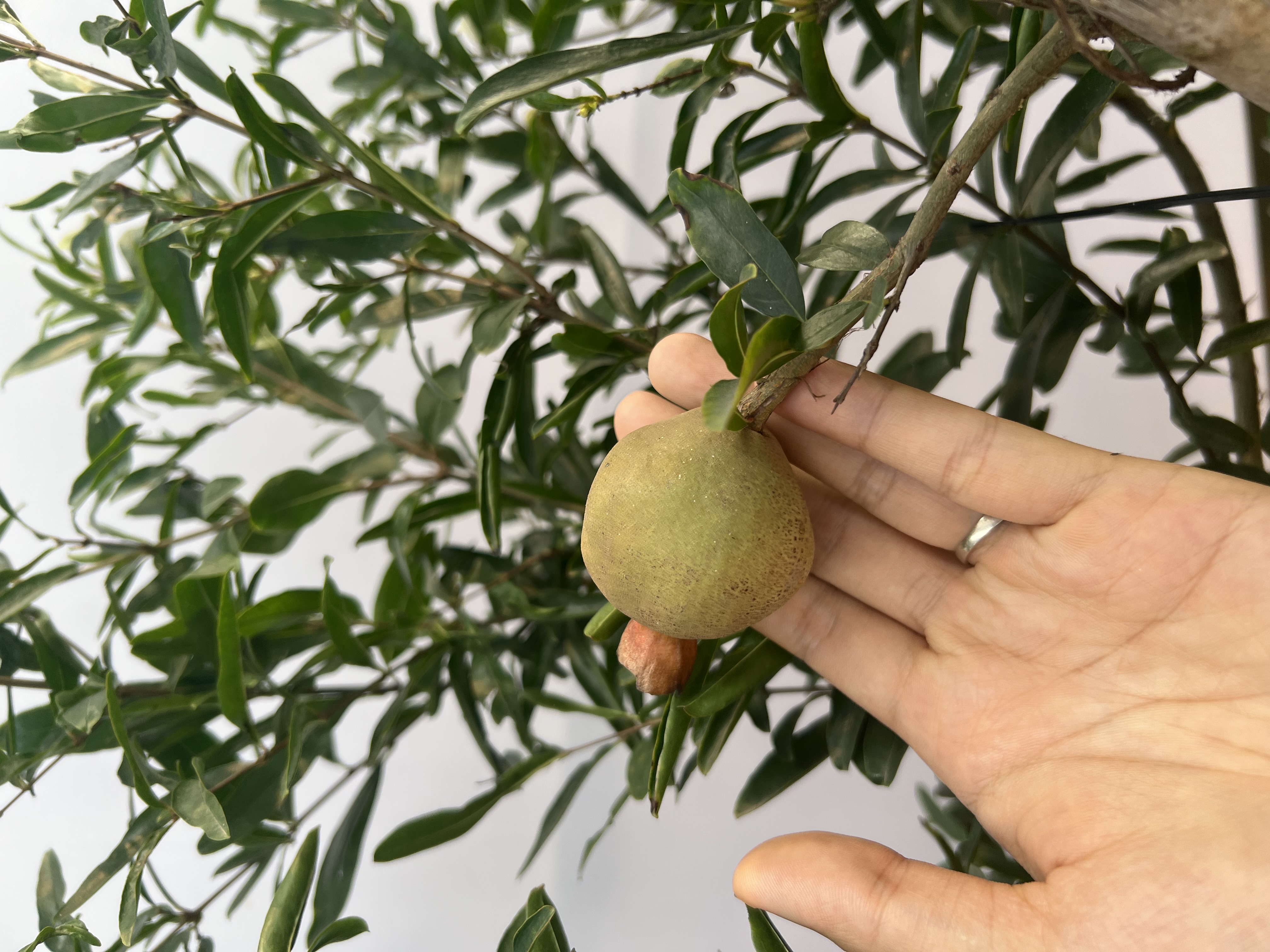 Lựu cao 2-2.2m PT170 CALATA_thumbnail_7