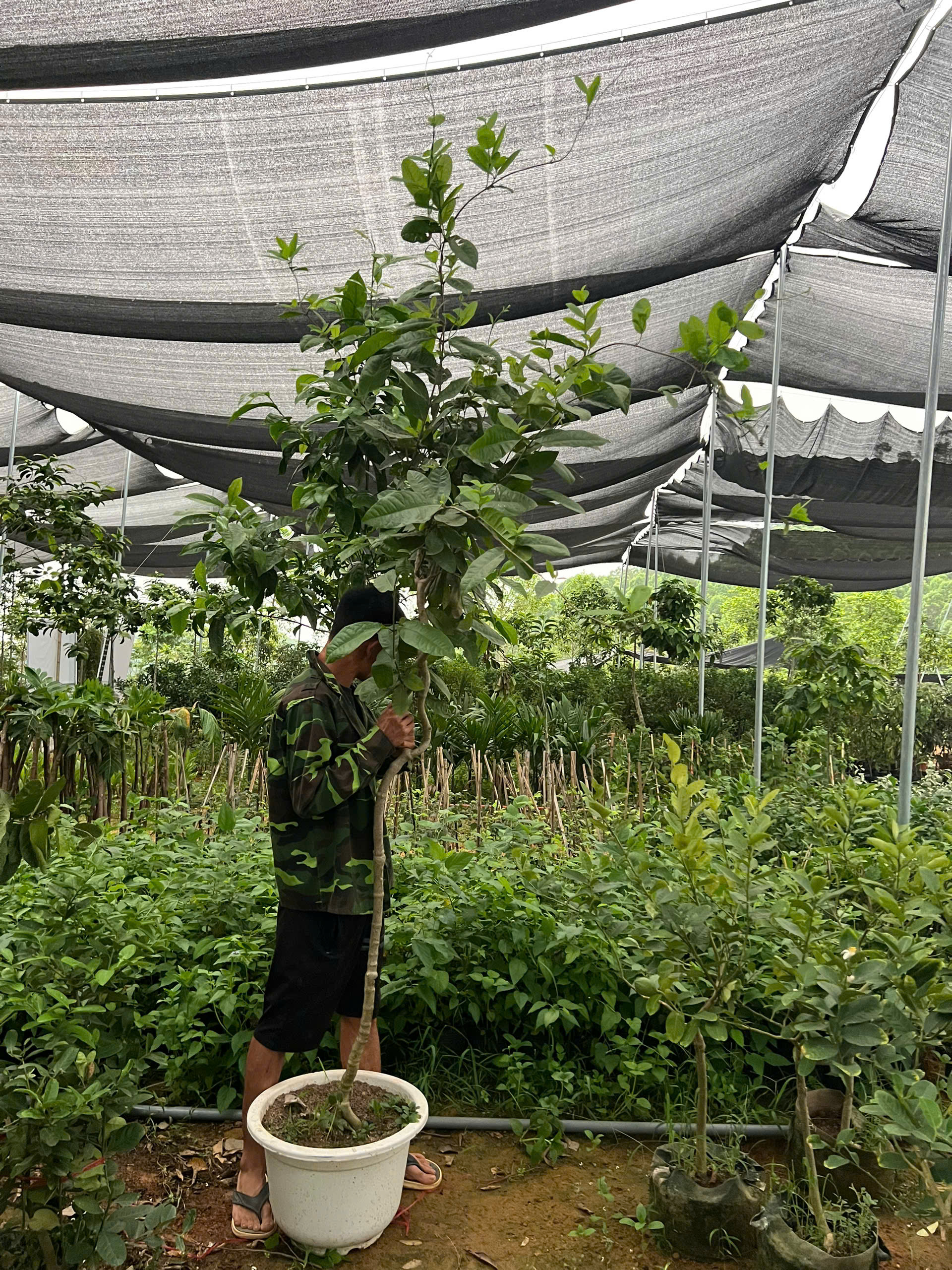 Mai xanh thái thoát thân cao 2.4-2.6m PT150A CALATA