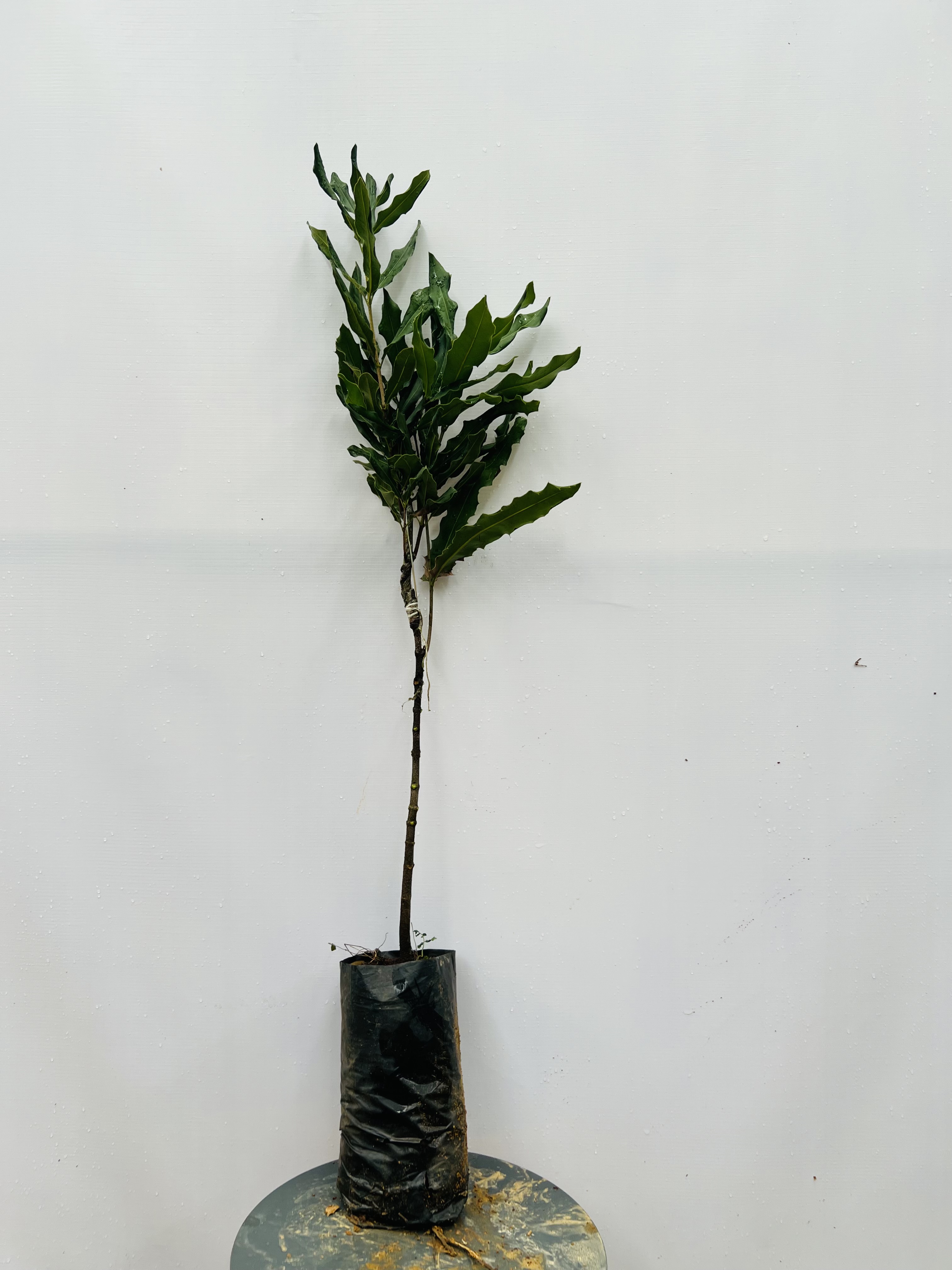Mắc ca cao 70-90cm PT180 CALATA_thumbnail_2