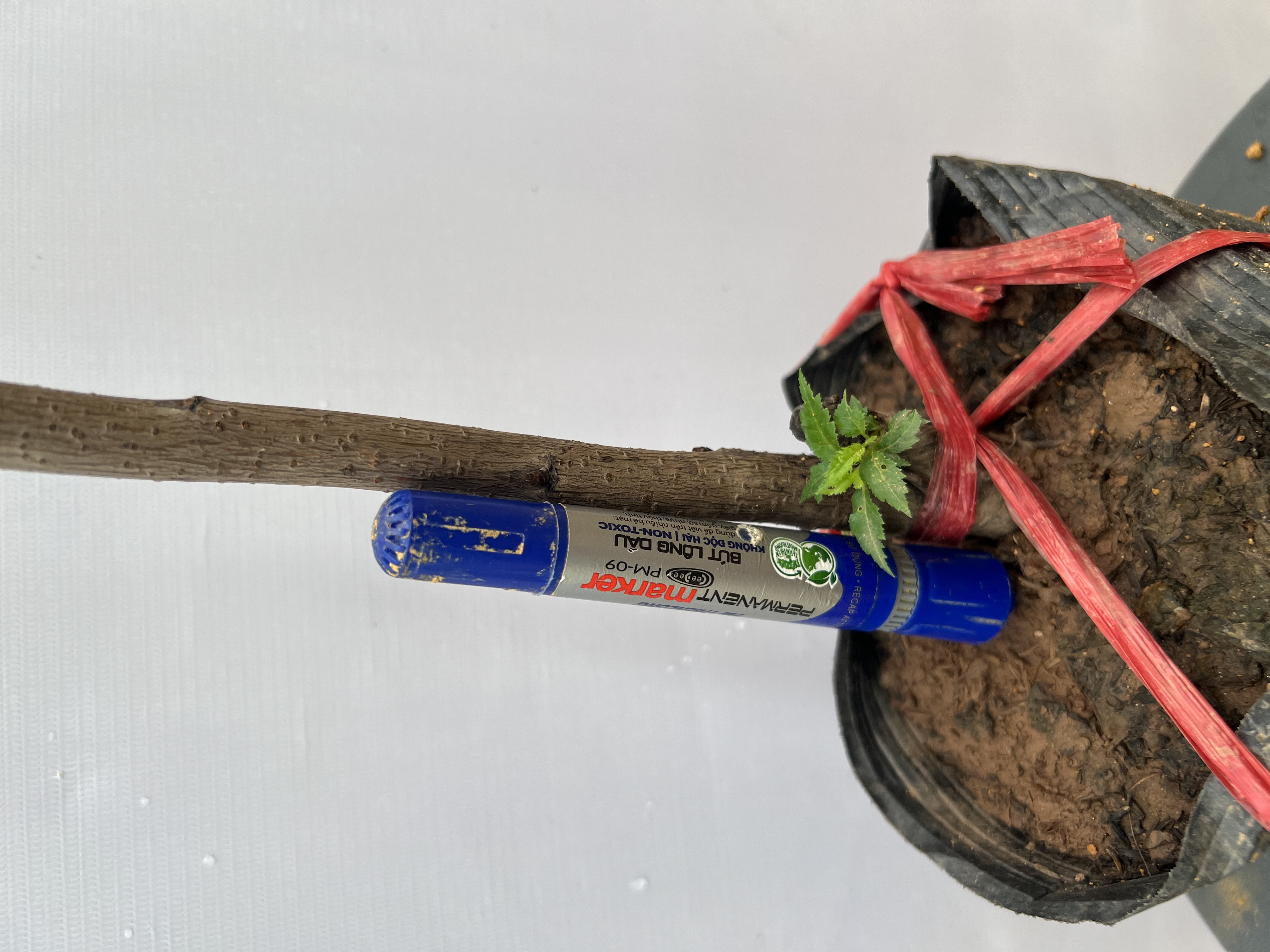 Cherry anh đào cao 1-1.2m PT176 CALATA_thumbnail_3