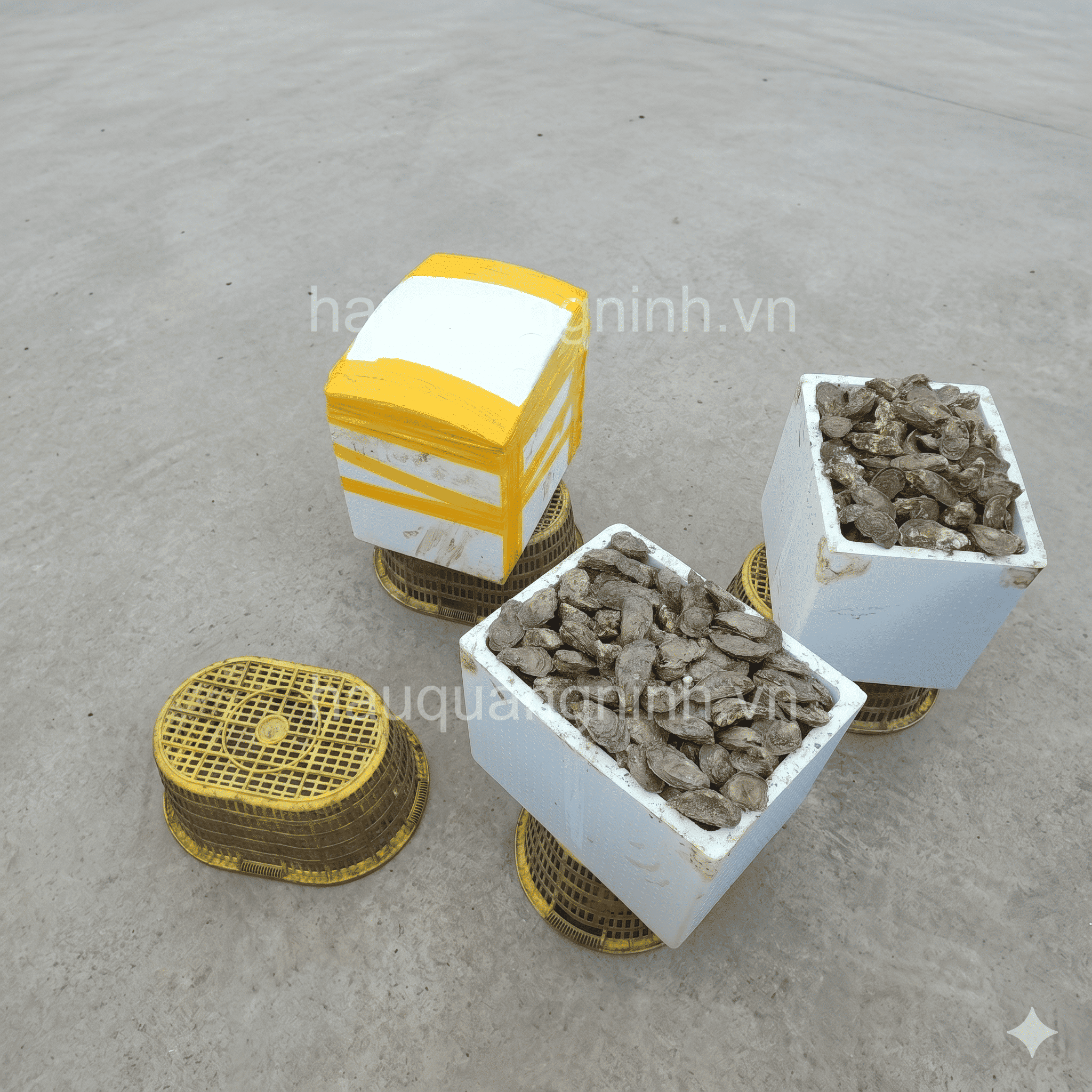 Hàu Đại Dương - Xốp 70kg