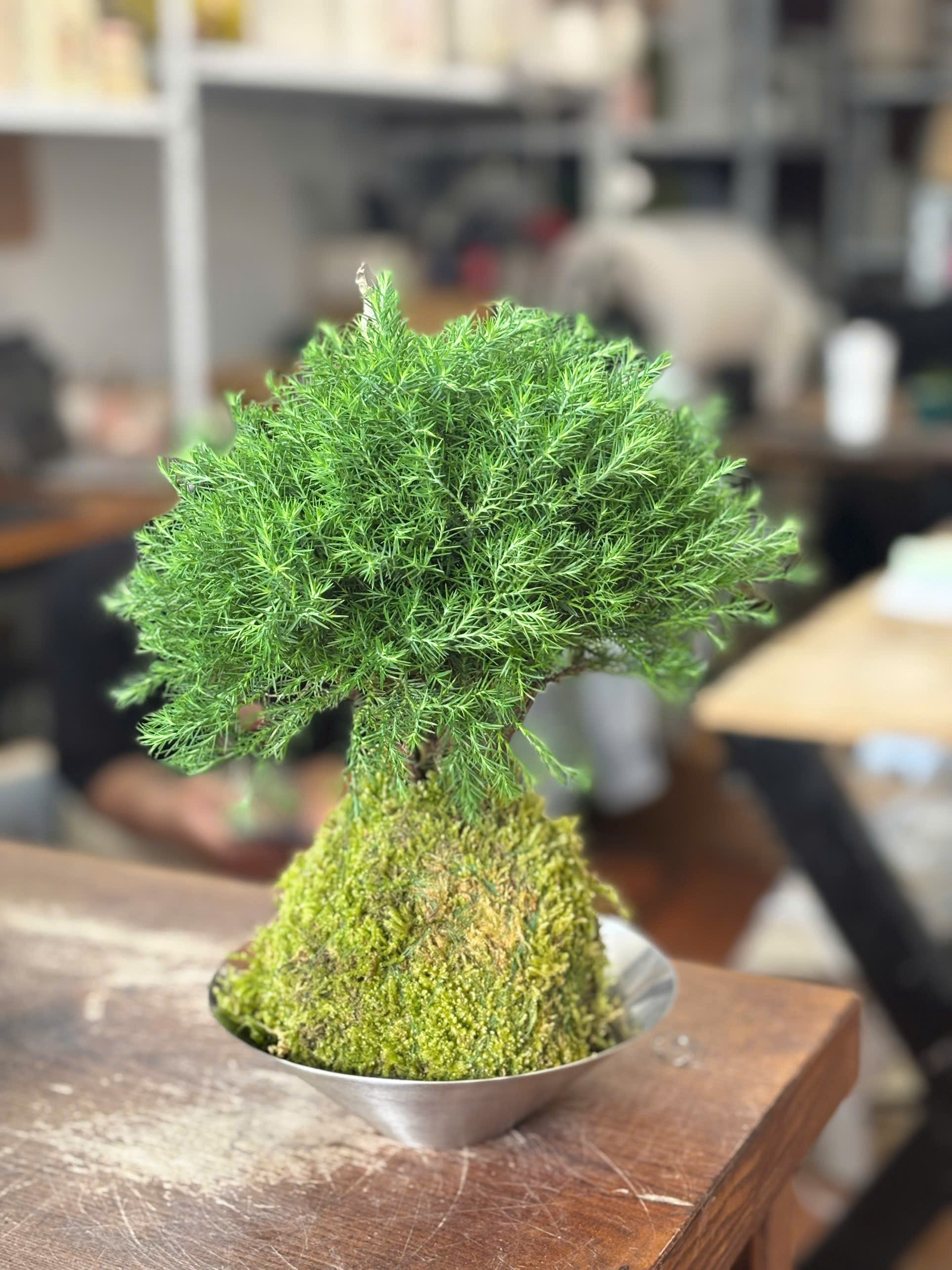 KOKEDAMA_thumbnail_5