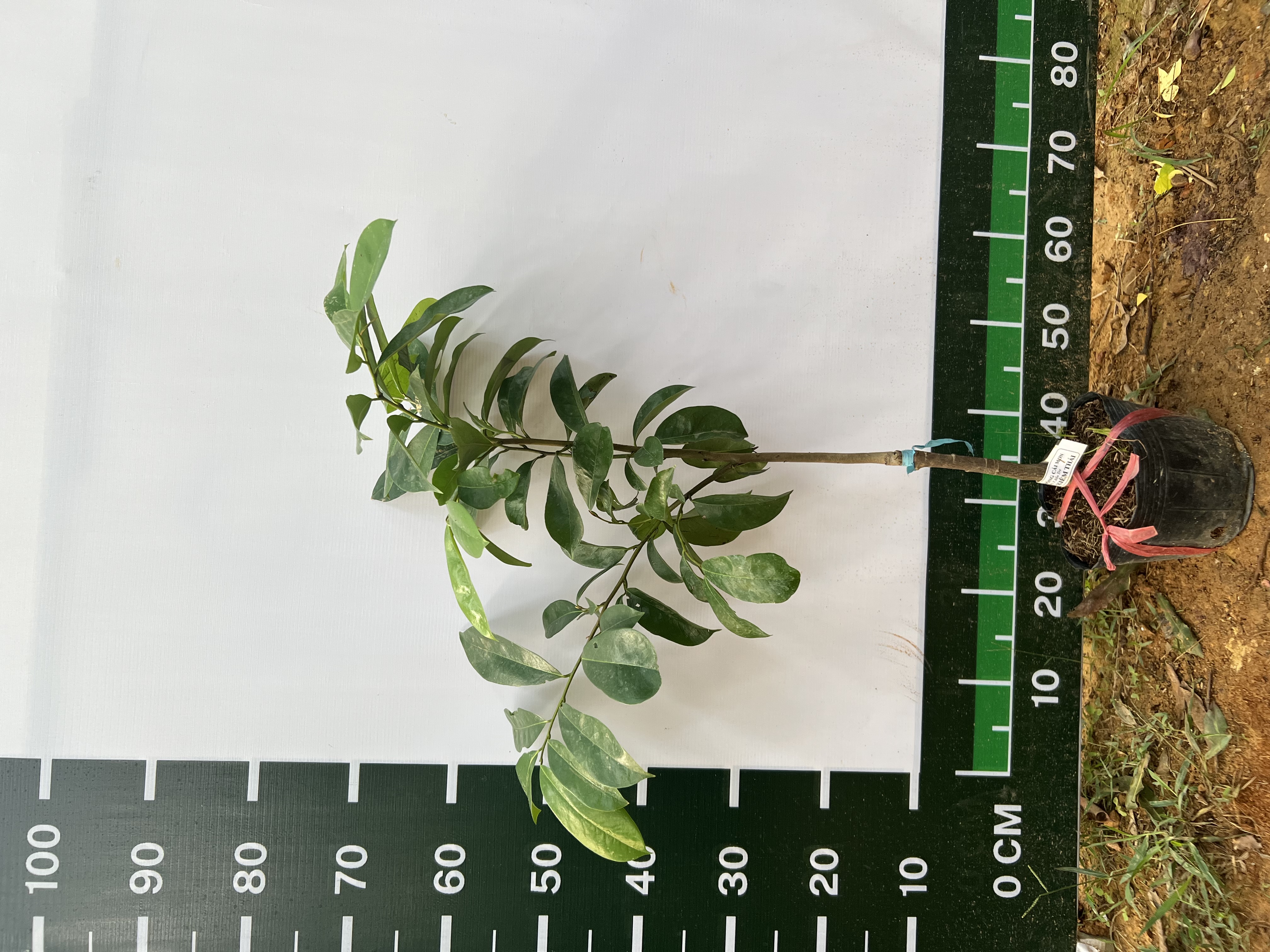 Mãng cầu xiêm Thái cao 60-70cm PT35 CALATA