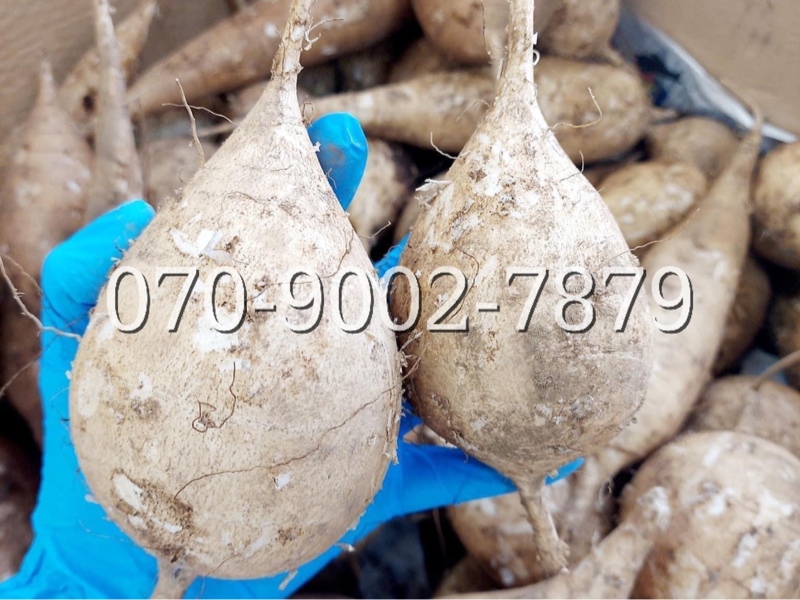 Củ đậu ( kg )