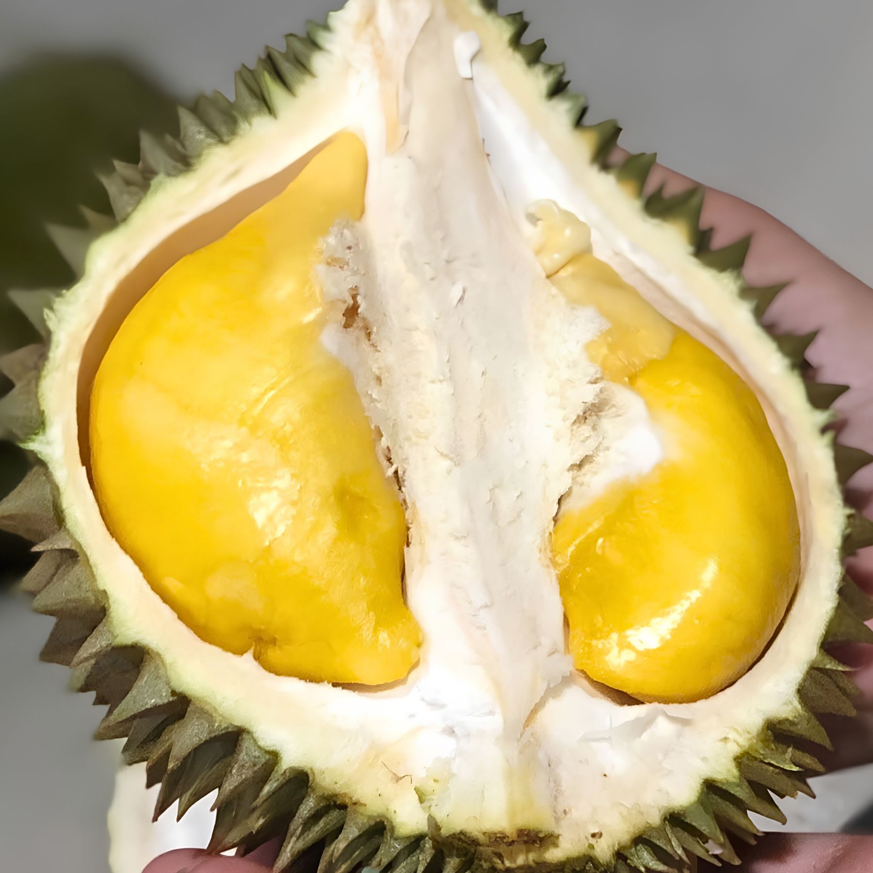 Trái - Sầu Riêng Óc Khỉ - Khui sầu_thumbnail_3