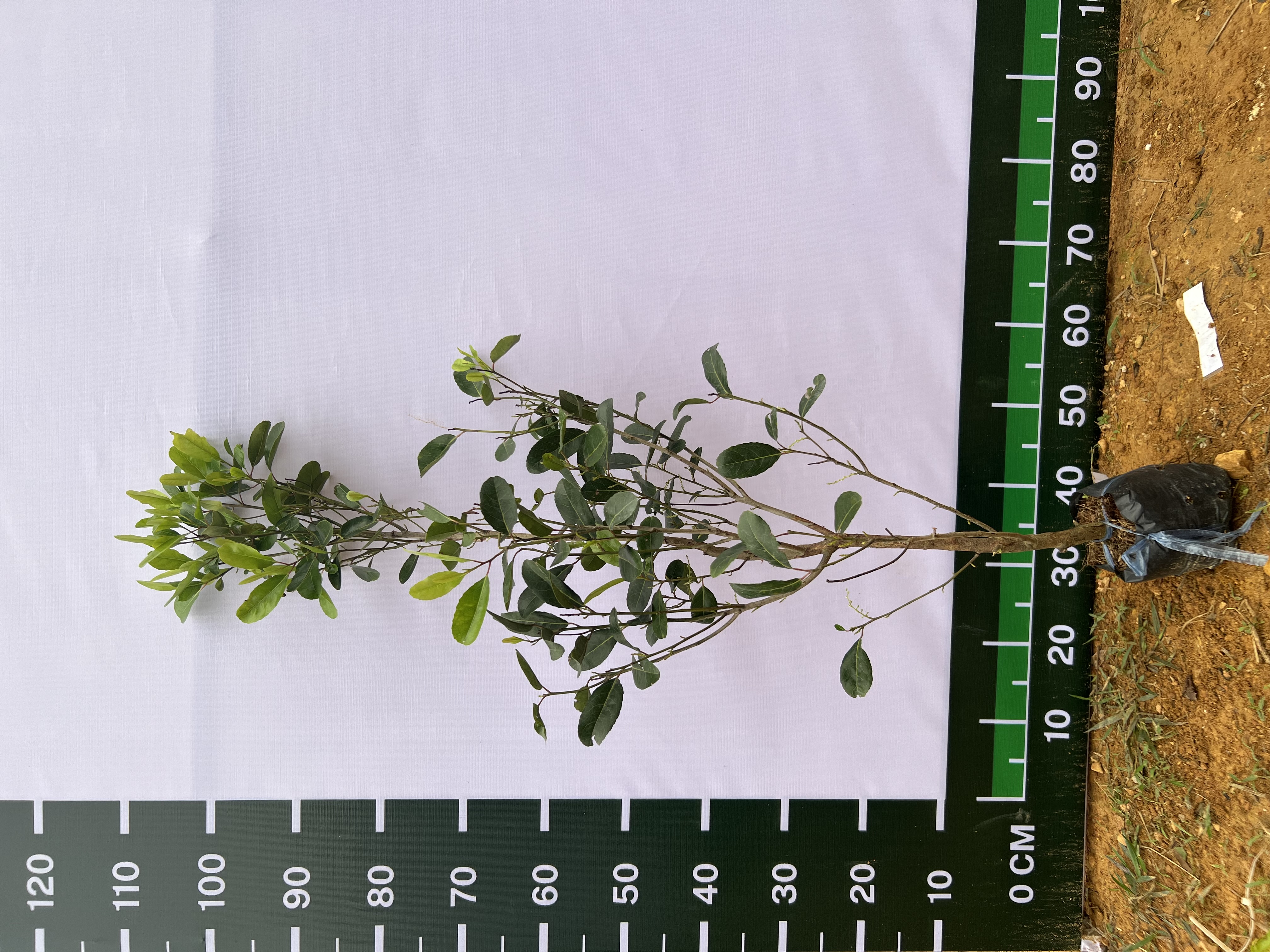Cà na Thái cao 60-70cm PT61 CALATA