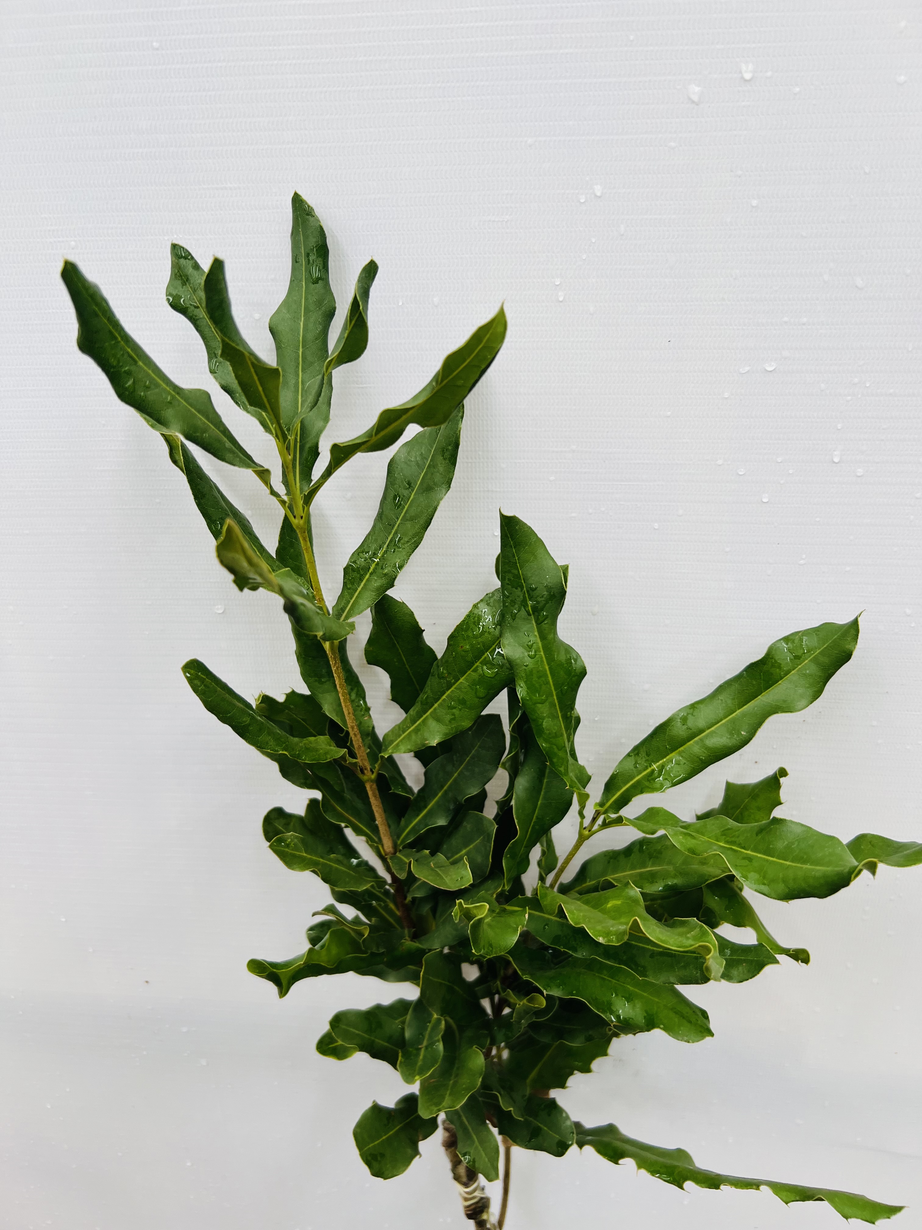 Mắc ca cao 70-90cm PT180 CALATA_thumbnail_3