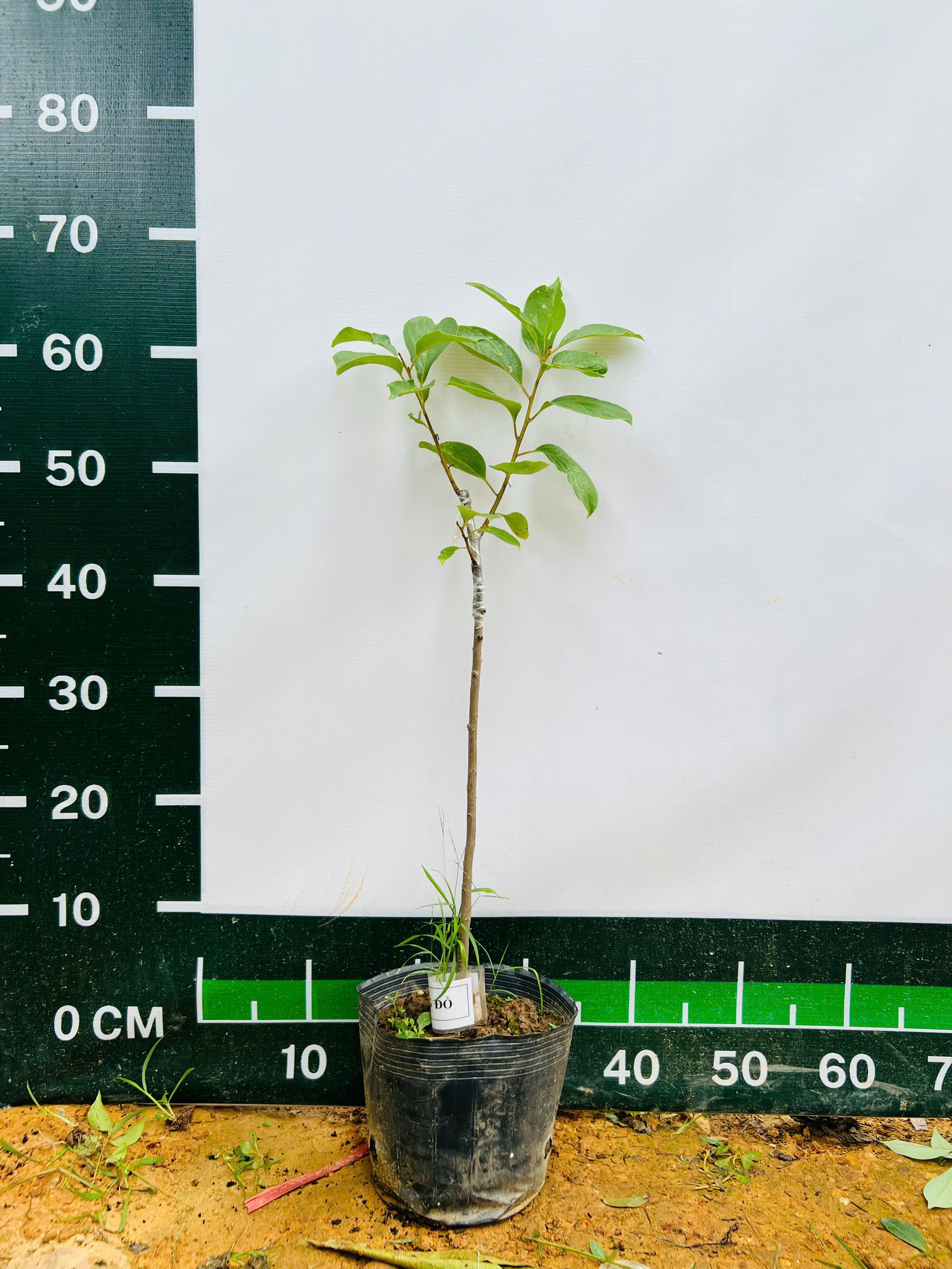 Hồng đỏ cao 50-60cm PT126 CALATA