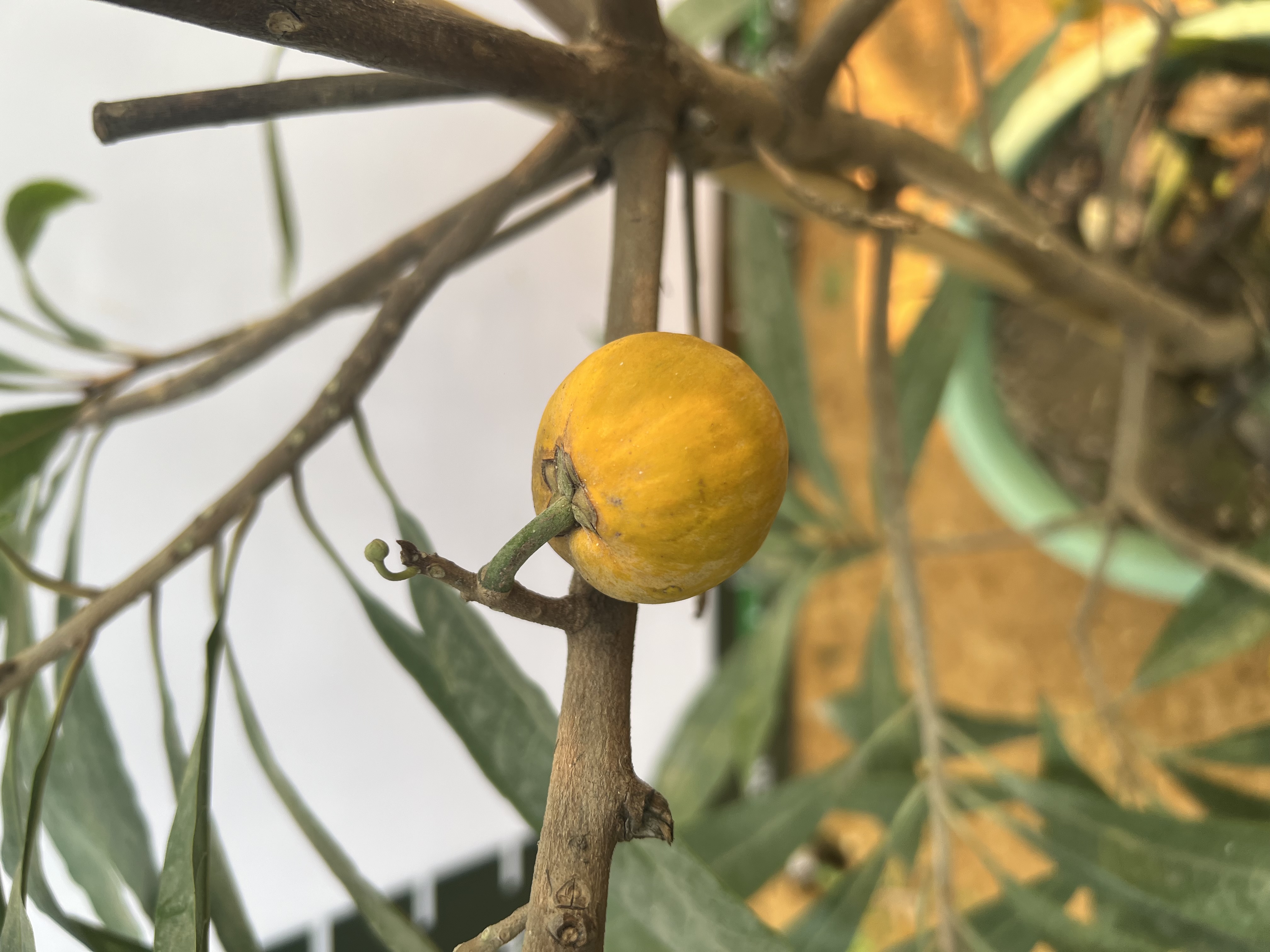 Trứng gà tứ quý cao 1.5-1.7m PT167 CALATA_thumbnail_3