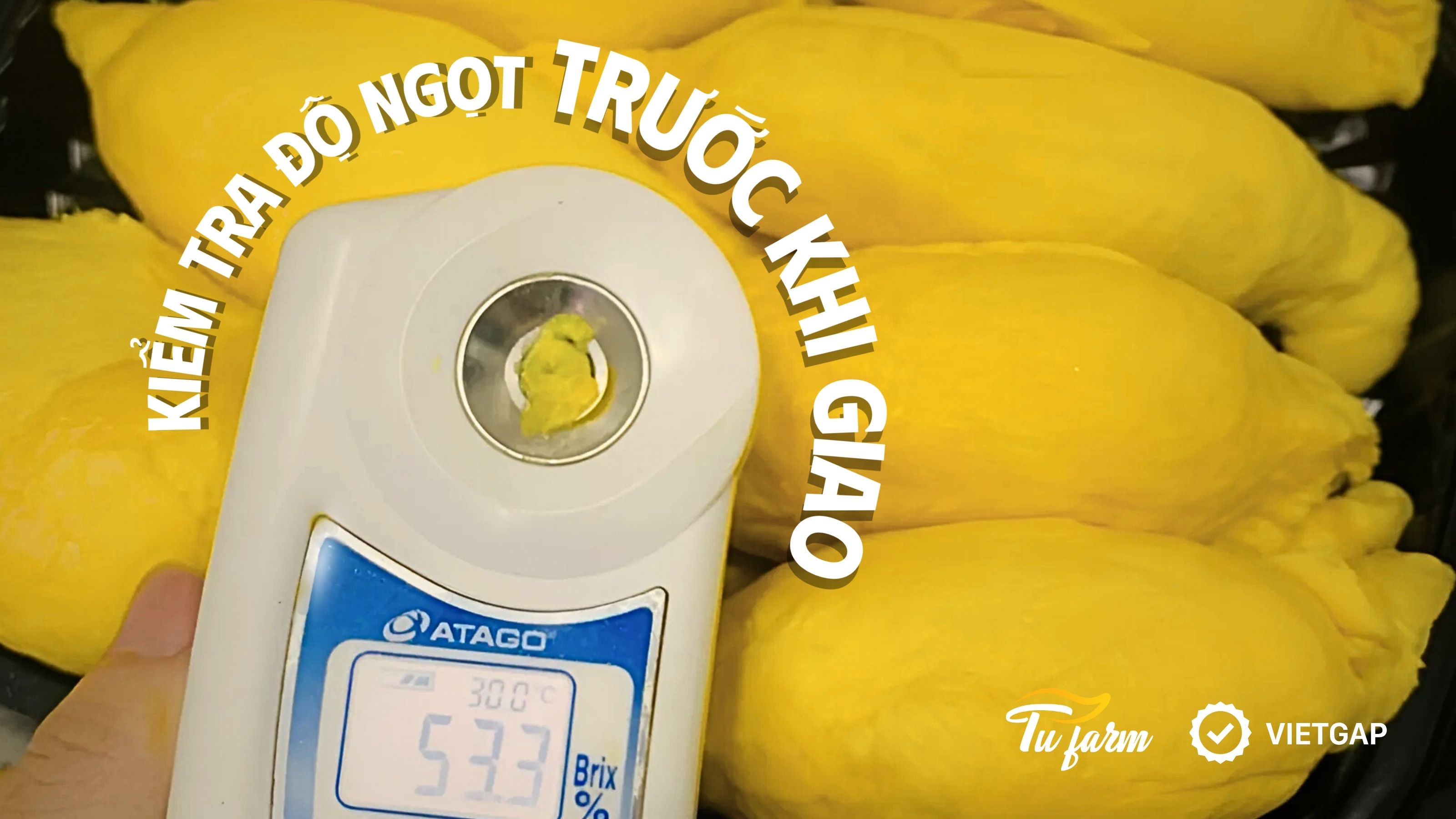 sầu riêng ri6 ngon, chất lượng từng múi