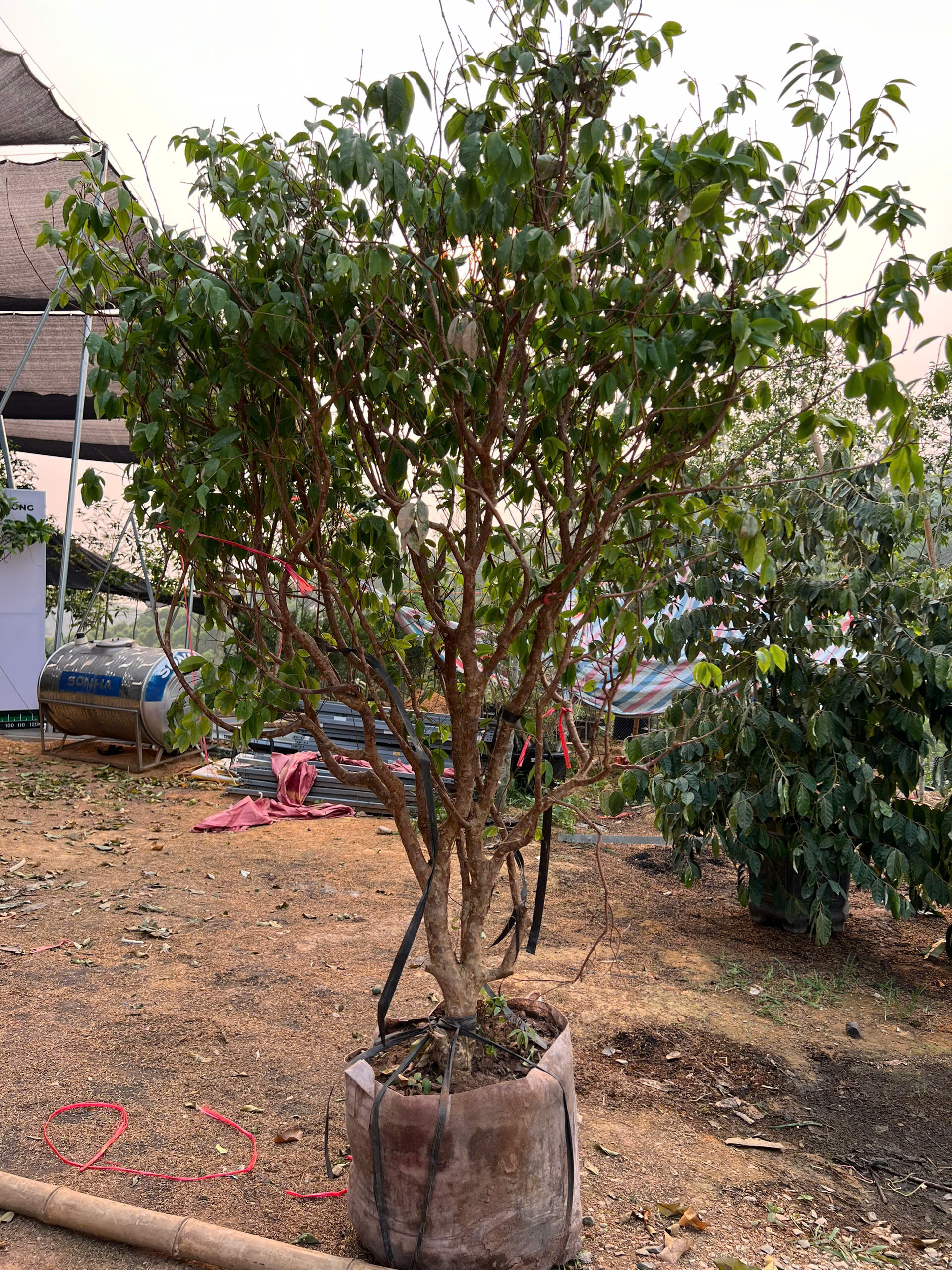 Nho thân gỗ tứ quý cao 2-2.5m PT174 CALATA_thumbnail_1