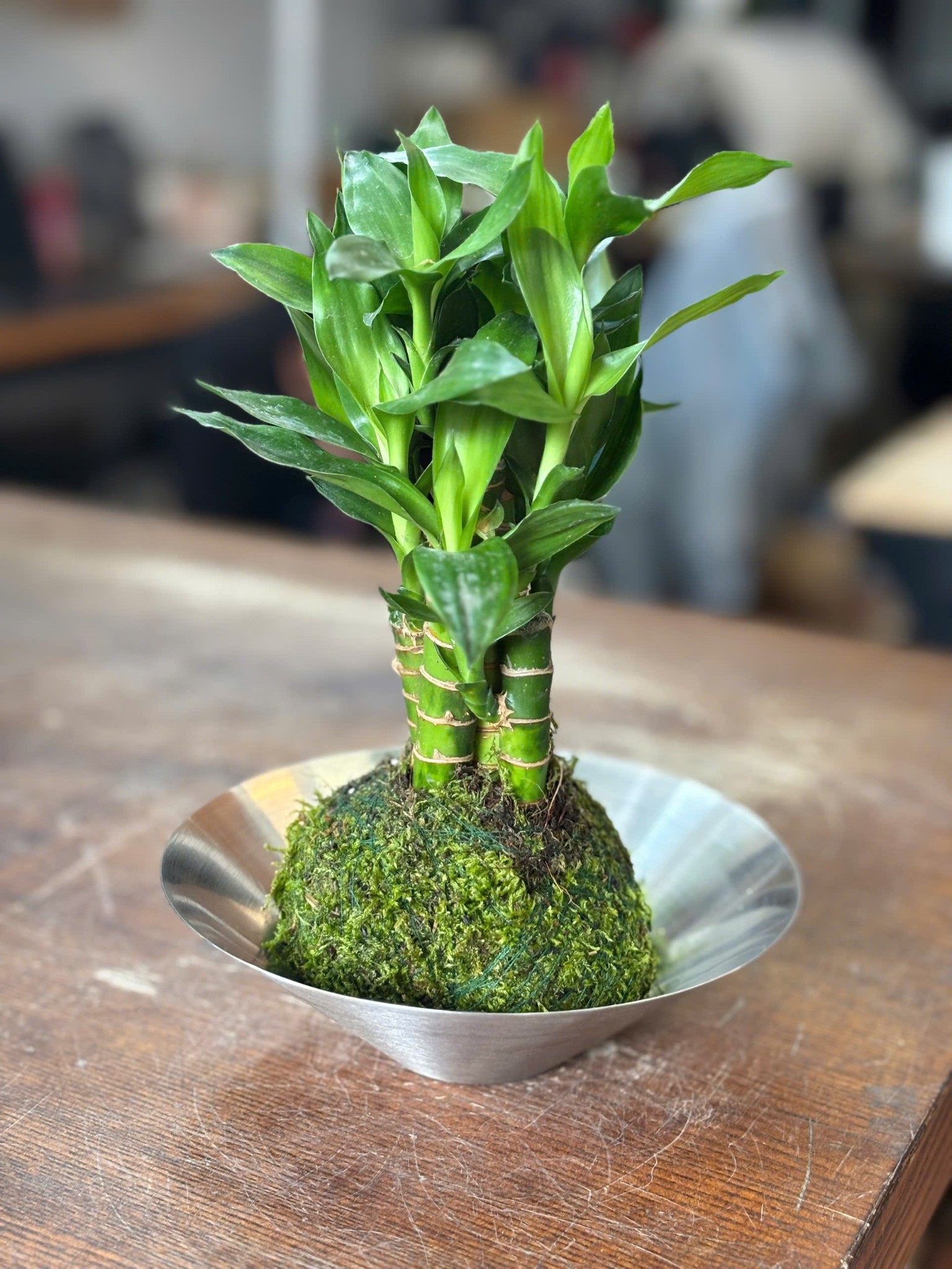 KOKEDAMA_thumbnail_7